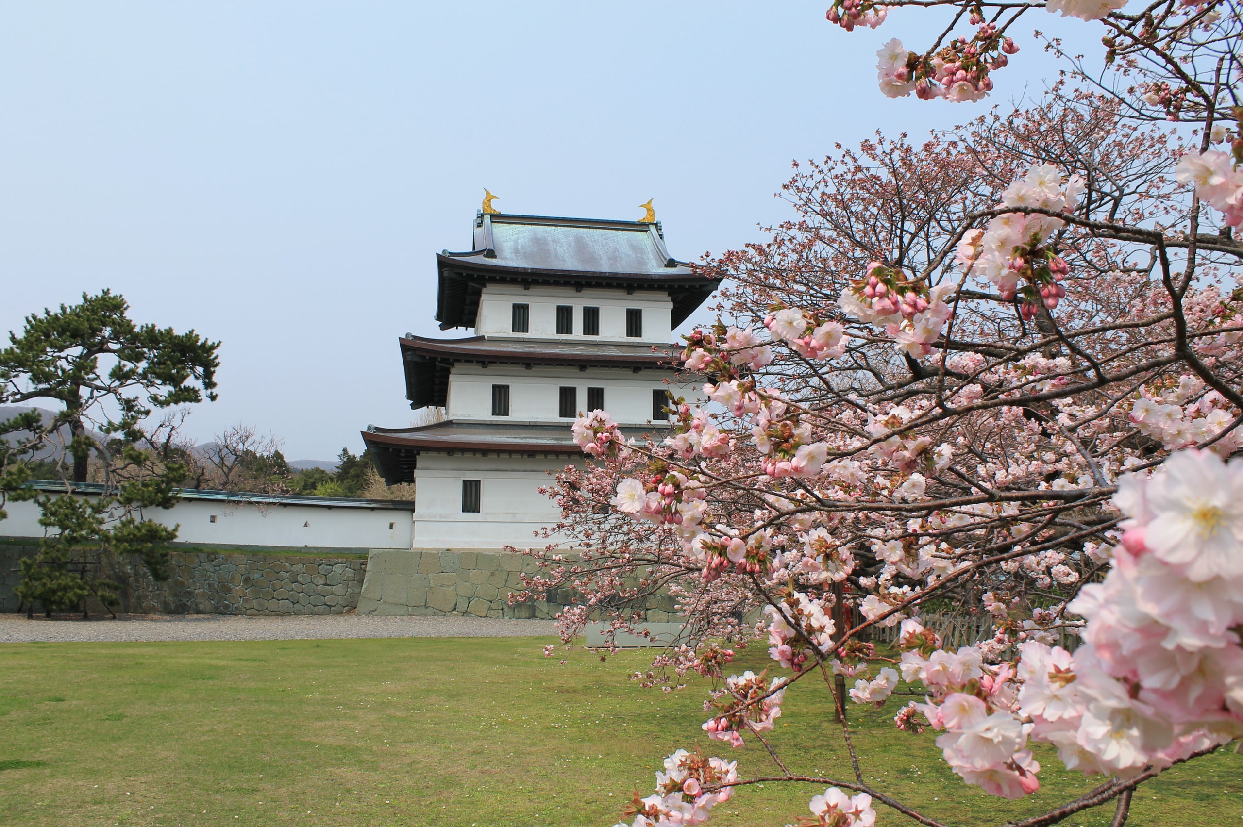 The white keep of Matsumae Castle, its gold roof ornaments bright against the sky, beside a branch of cherry blossom