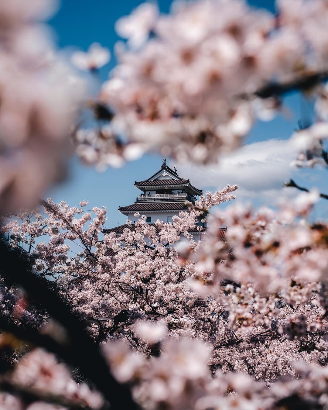A traditional Japanese castle tower glimpsed through a dense canopy of pale pink cherry blossom