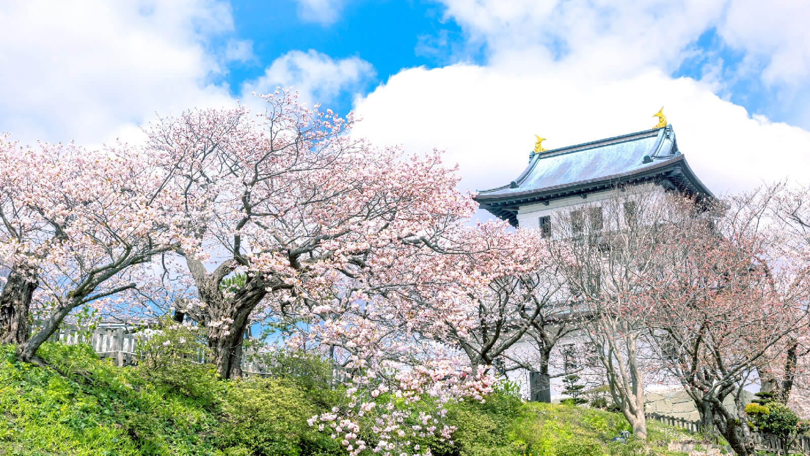 Matsumae Castle's white tower rising above cherry trees in full bloom under a blue sky