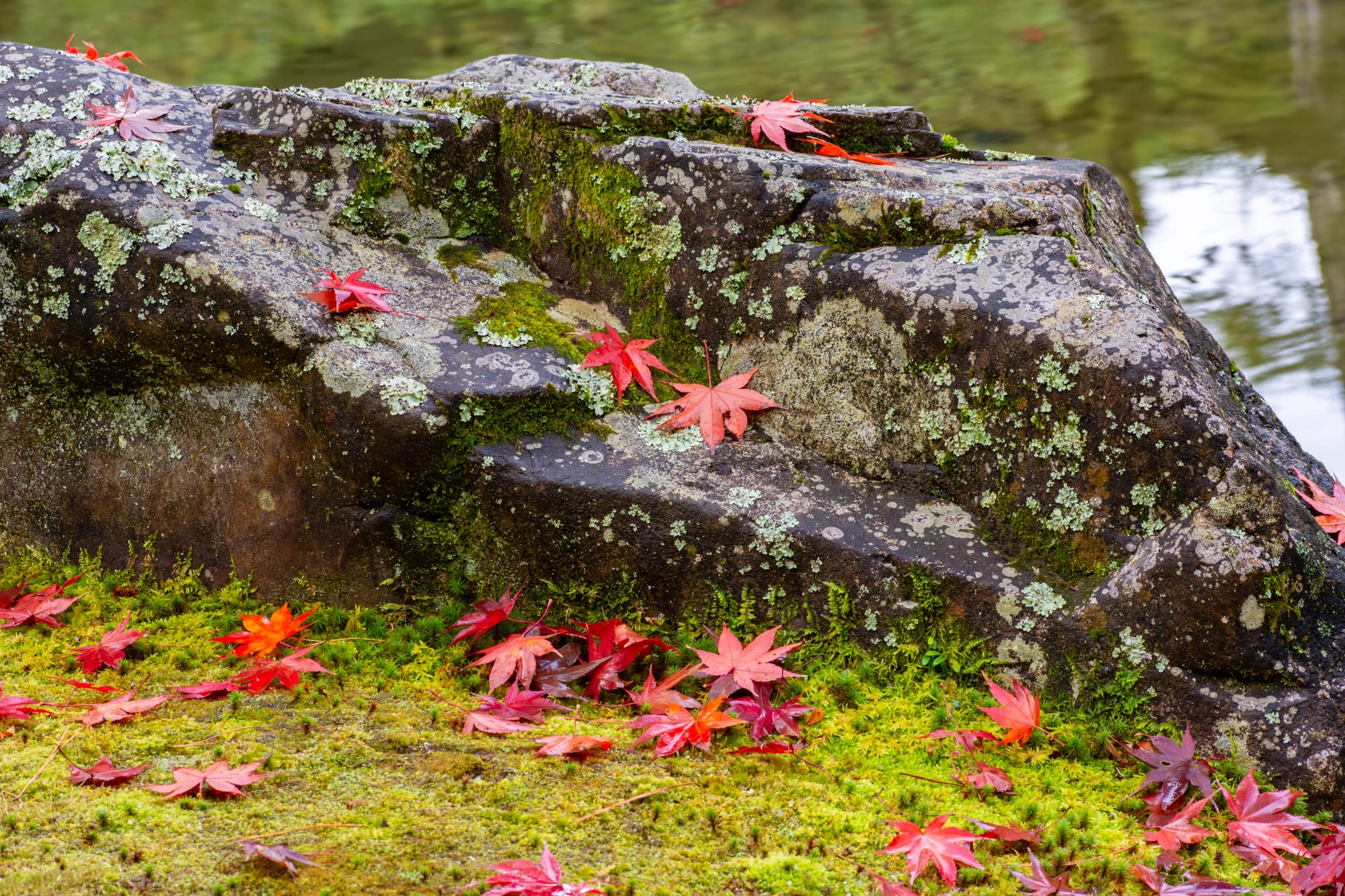 Fallen red maple leaves scattered across moss and a lichen-covered stone beside still water