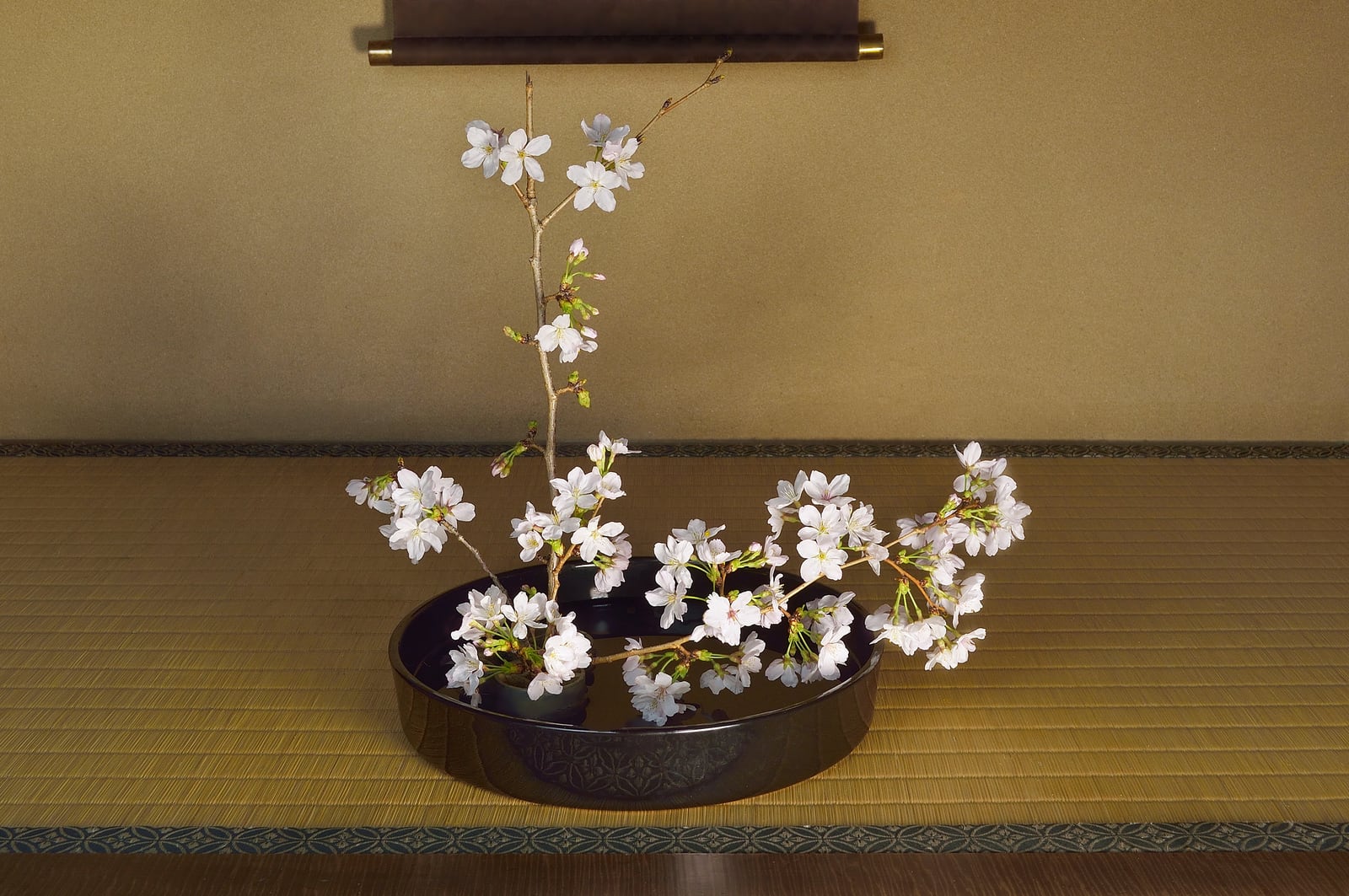 Branches of flowering cherry arranged in a low black vessel on a tatami floor, a warm plaster wall behind