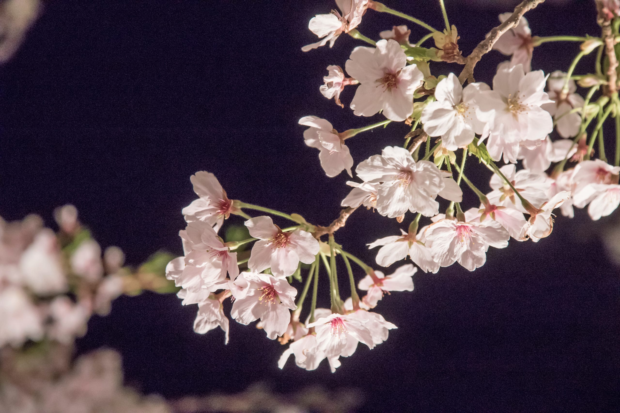 A branch of white cherry blossom lit against the night sky