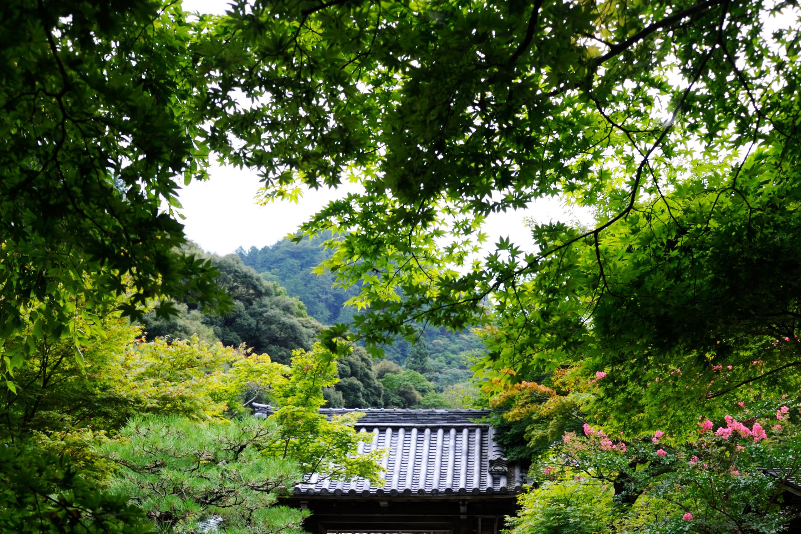 A path of diamond-patterned stone pavers leading straight to a small temple gate between trees in spring green