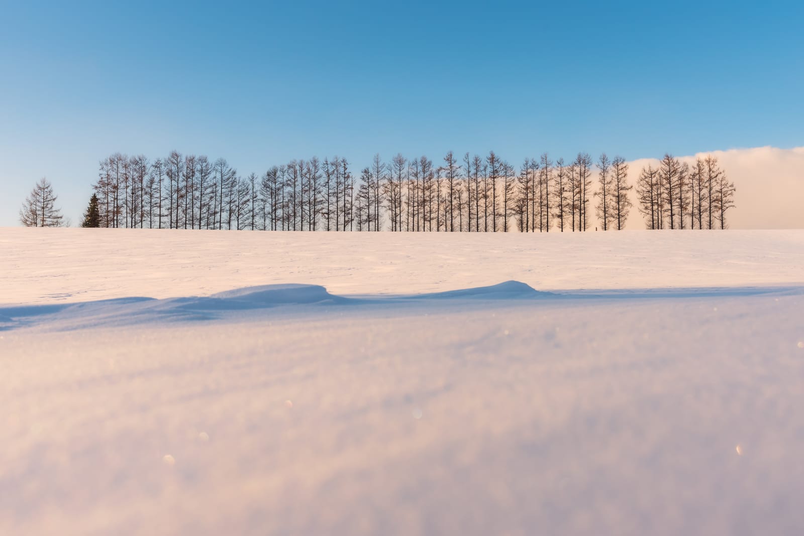 A single line of bare larch trees along the crest of a smooth snowfield, under a clear blue winter sky