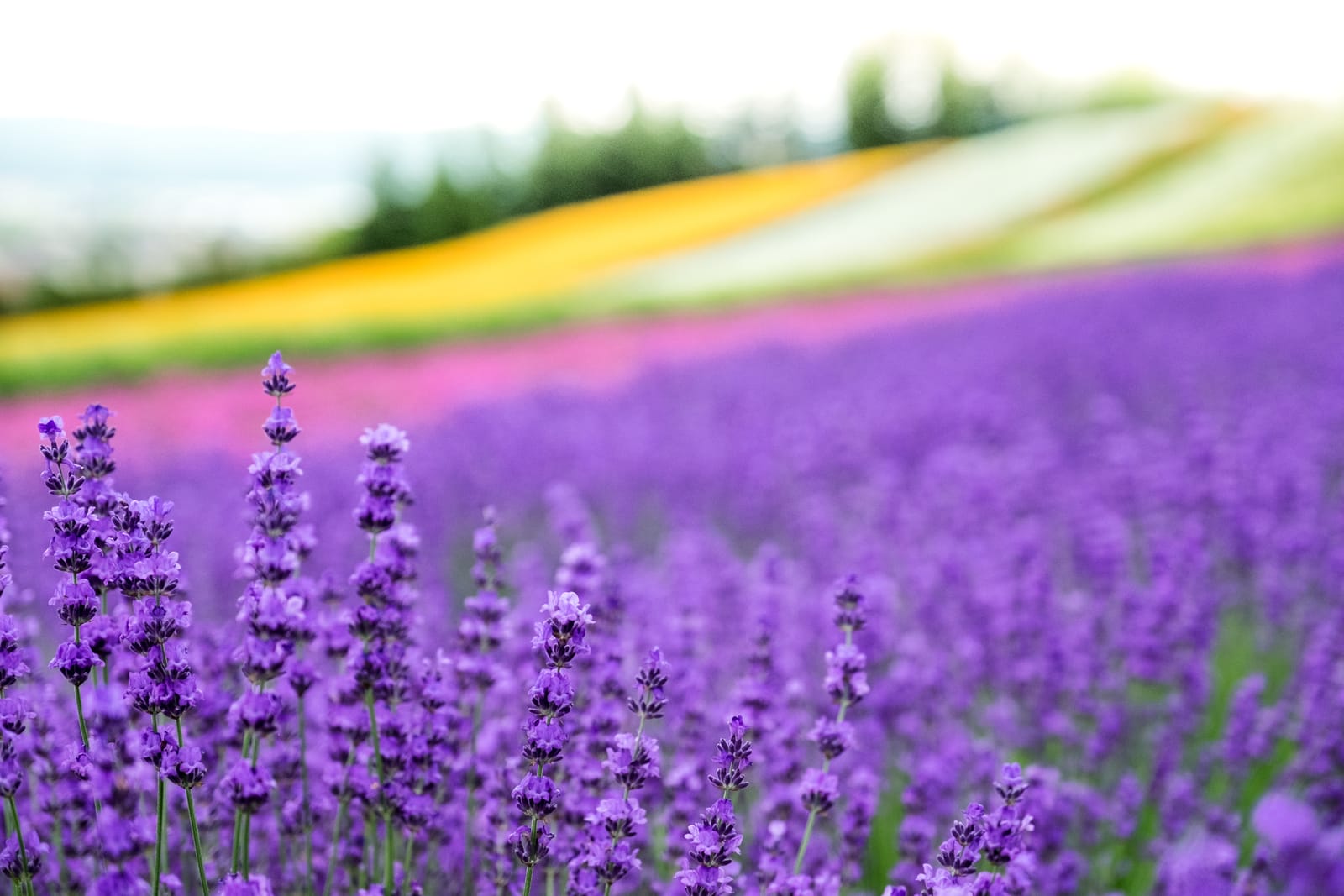 Lavender in close focus with a striped, multi-coloured flower hillside softened in the background near Furano