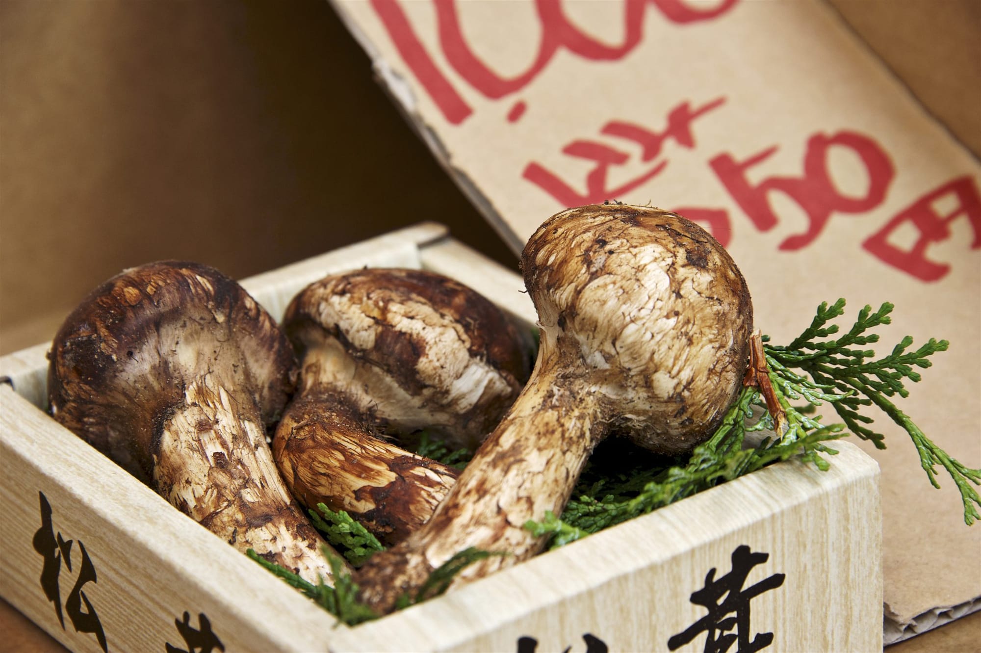 Three whole matsutake mushrooms resting on cedar sprigs in a wooden box