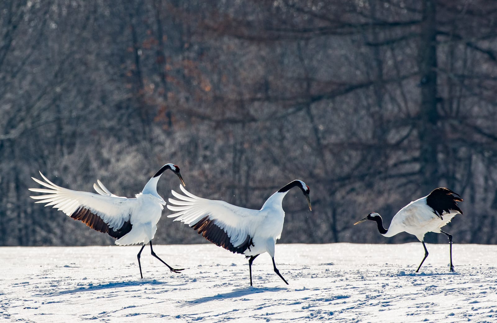 Three red-crowned cranes leaping with wings spread wide across a snow-covered field in winter courtship display