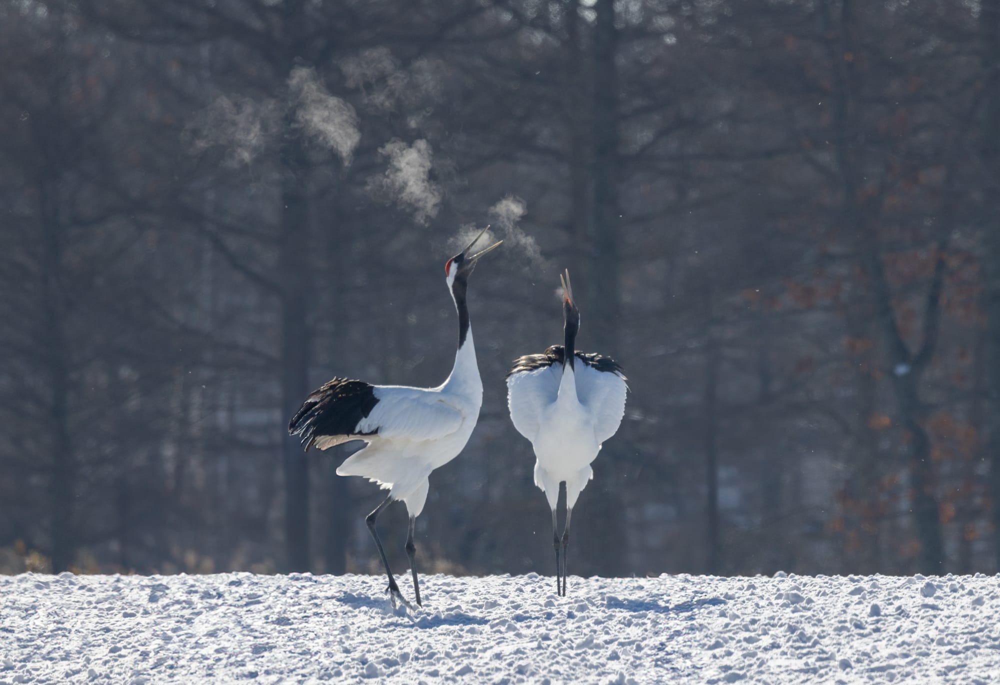 A pair of red-crowned cranes calling together with visible breath in the cold air over a snowy field