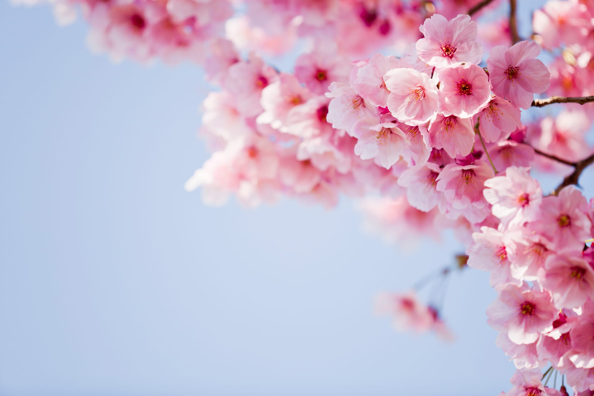A close cluster of deep pink cherry blossom, more saturated than the pale Somei Yoshino, against a pale winter sky