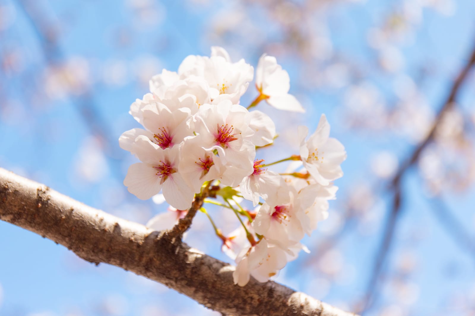 A cluster of pale white cherry blossom with pink centres, the classic five-petalled Somei Yoshino form, against a clear blue sky