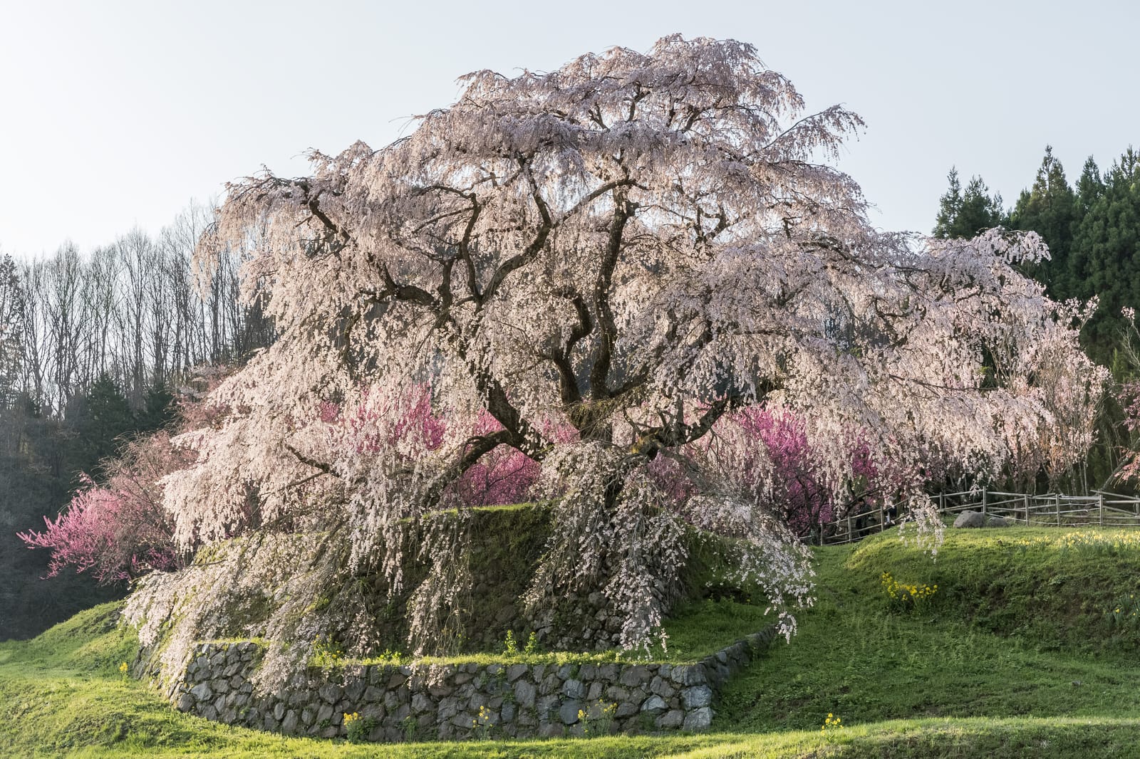 A vast, ancient weeping cherry tree in full bloom, its cascading branches reaching almost to the ground above a stone terrace