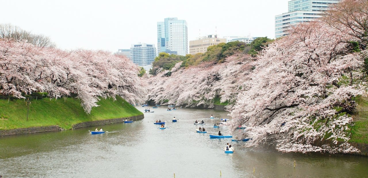 Rowing boats crossing the Imperial Palace moat at Chidorigafuchi beneath a dense overhanging canopy of cherry blossom