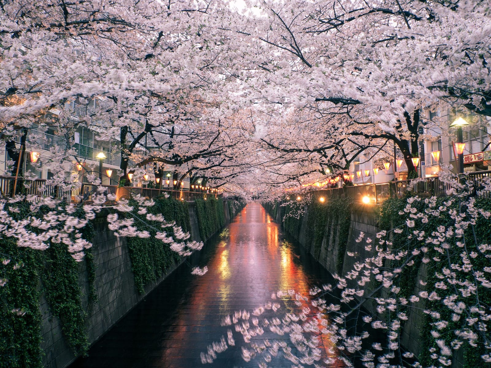 Cherry blossom branches form a tunnel over the Meguro River at night, red paper lanterns glowing among the flowers and reflected in the water below
