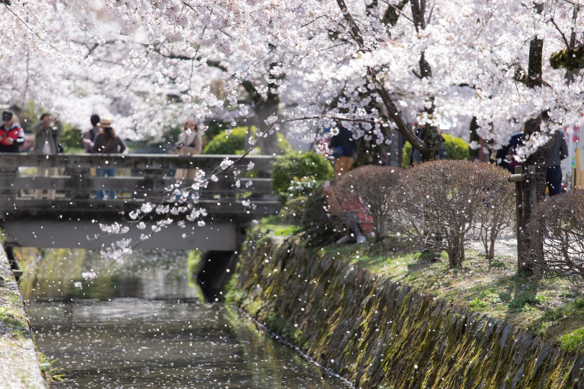 Cherry blossom petals drifting over a stone canal