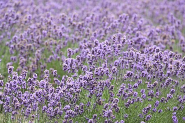 Lavender fields below the snow-capped Tōkachi range, Hokkaidō