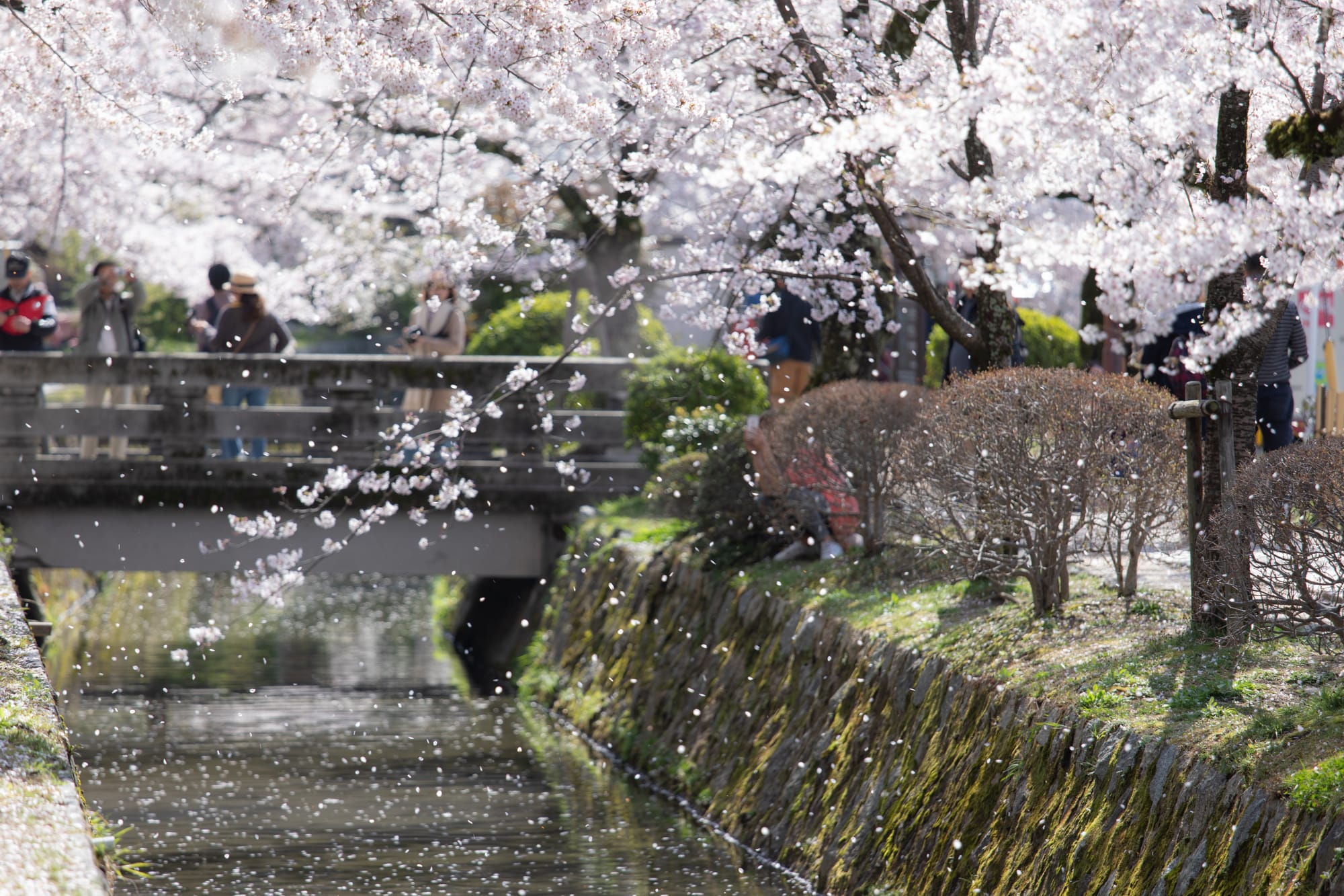 Cherry blossom petals falling like snow over a stone canal in Kyoto at full bloom