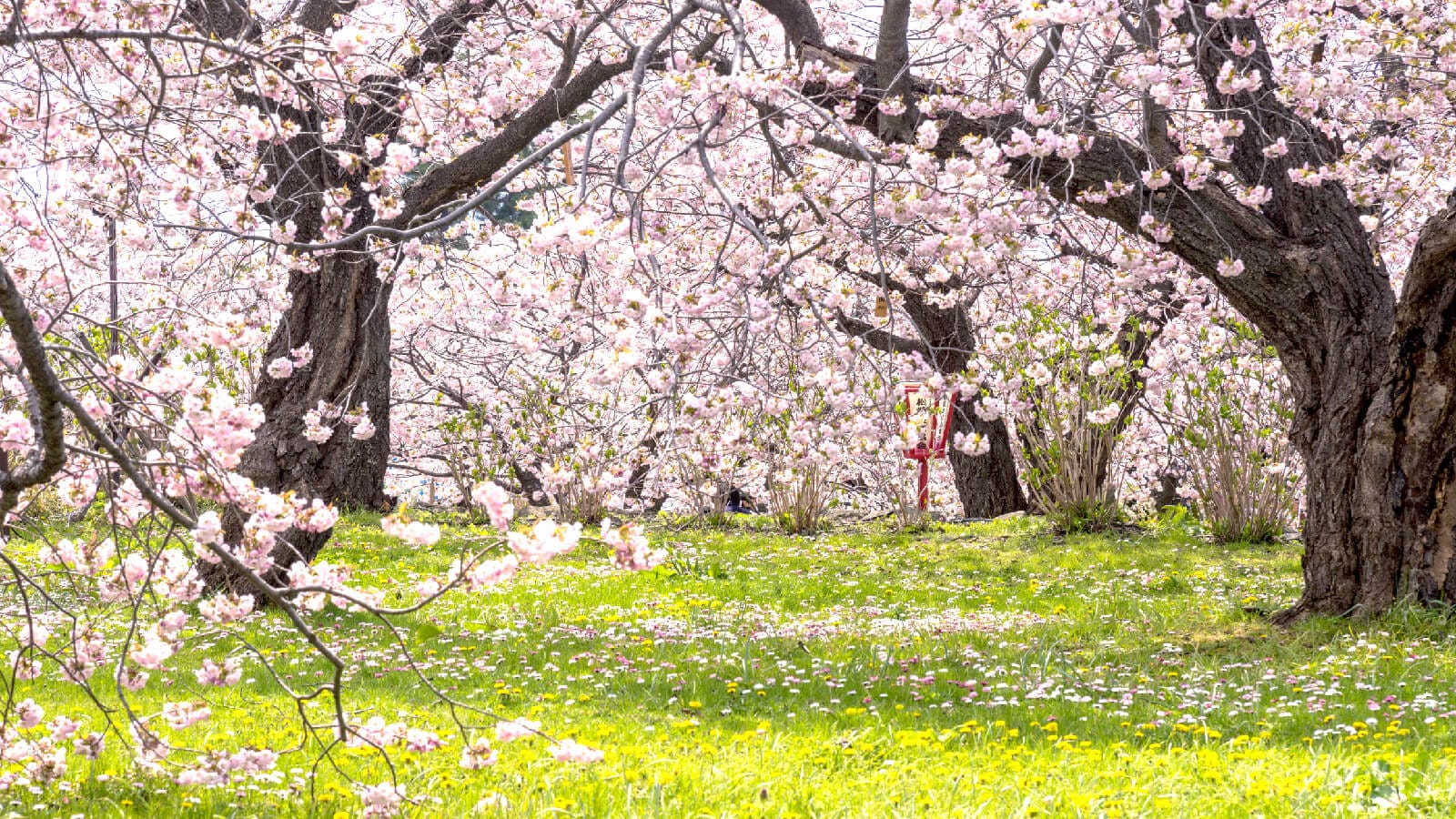 Old cherry trees in full bloom above a meadow of dandelions in a Hokkaidō park