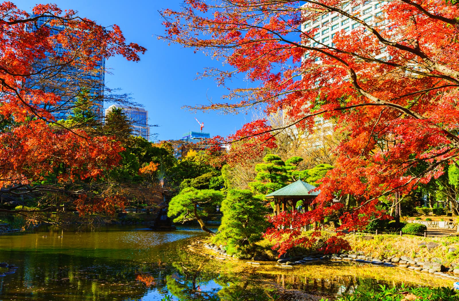 Red maple branches framing glass office towers above a Tokyo garden pond in autumn