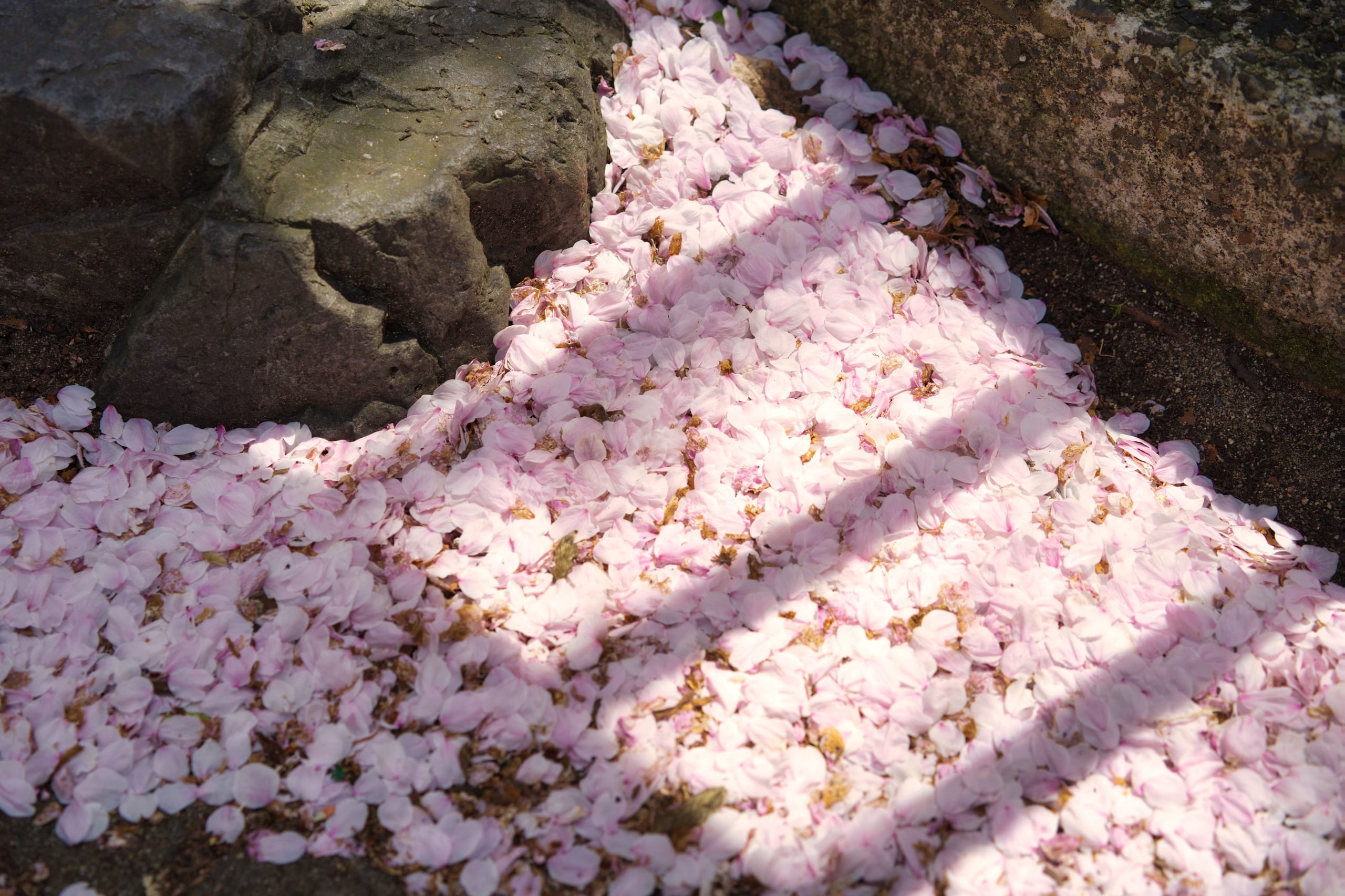 Fallen cherry petals drifted across a stone path in Kyoto, dappled with spring sunlight