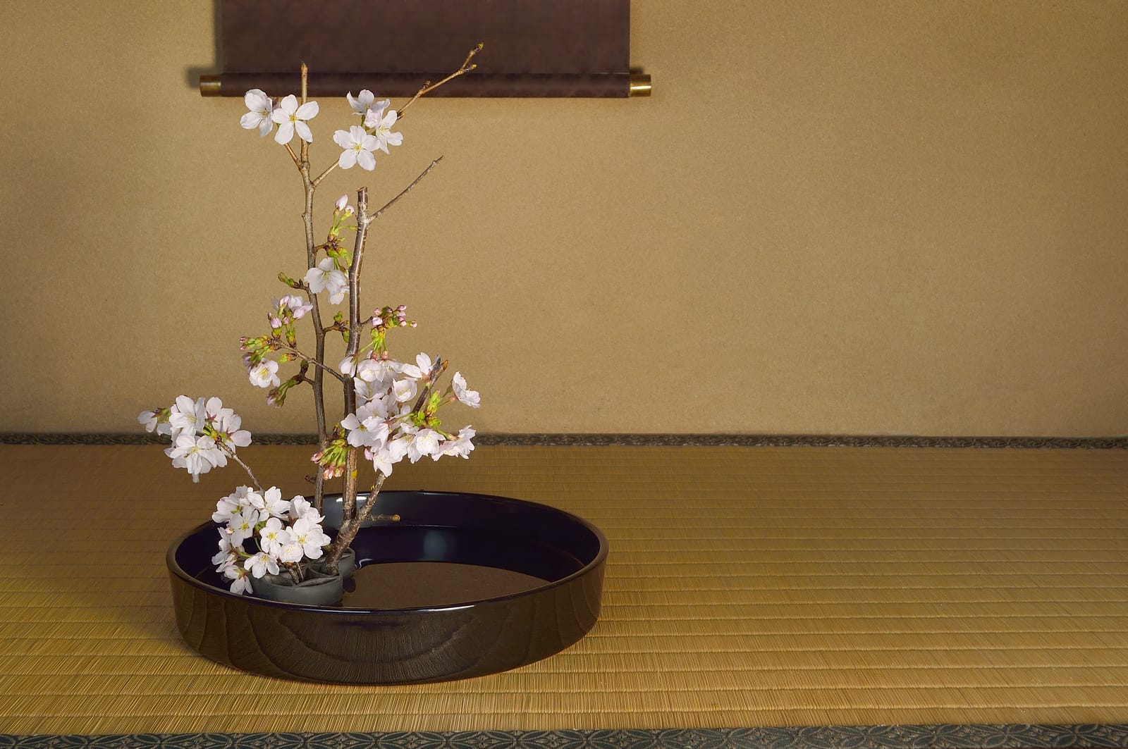 A cut cherry blossom branch arranged in a black lacquer tray on tatami matting, set beneath a hanging scroll in a Kyoto guest room