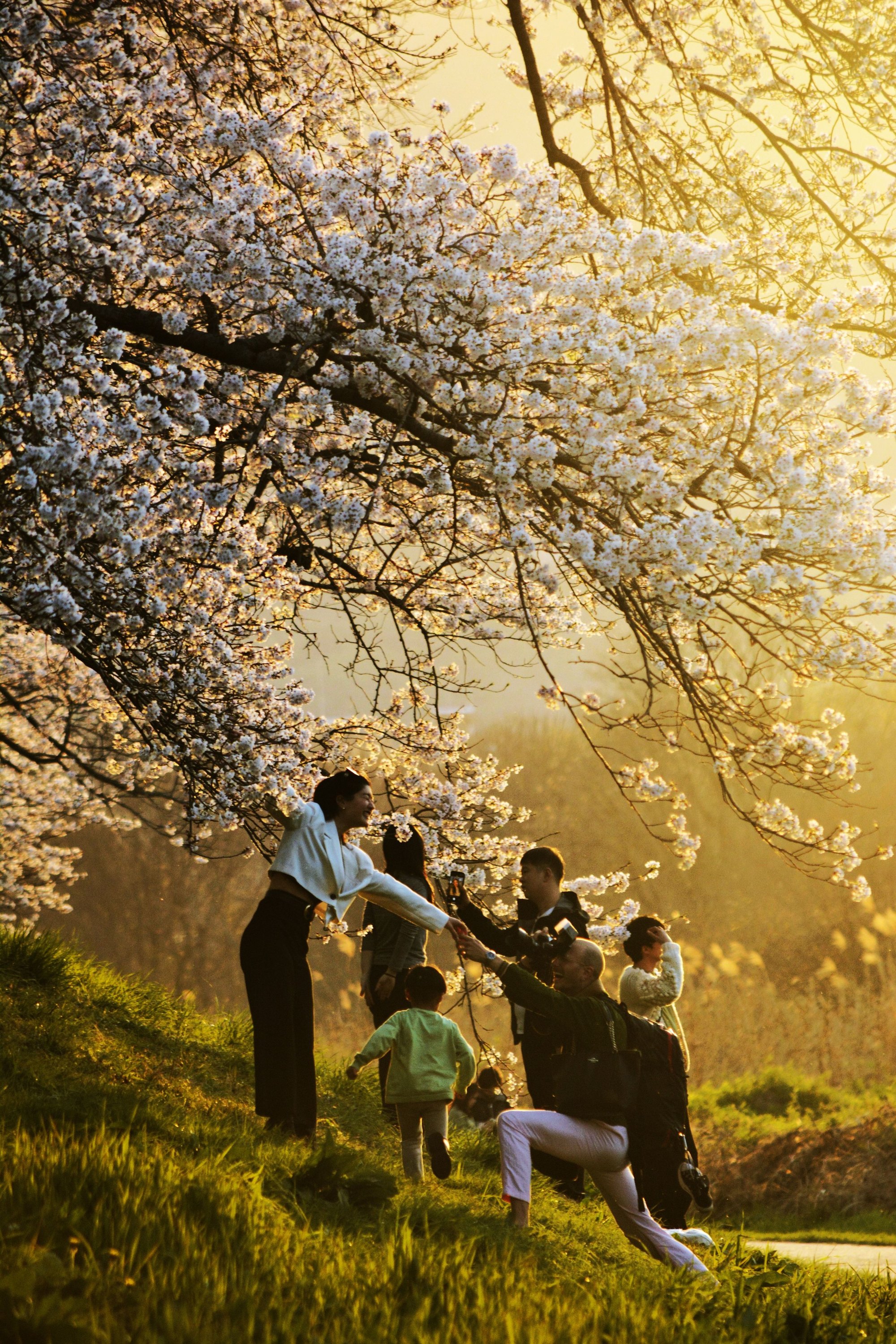 A family of three generations beneath a cherry tree in full flower, lit by the low evening sun