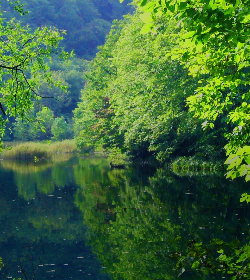 A still pond in the beech forest, the green of the trees reflected in the water