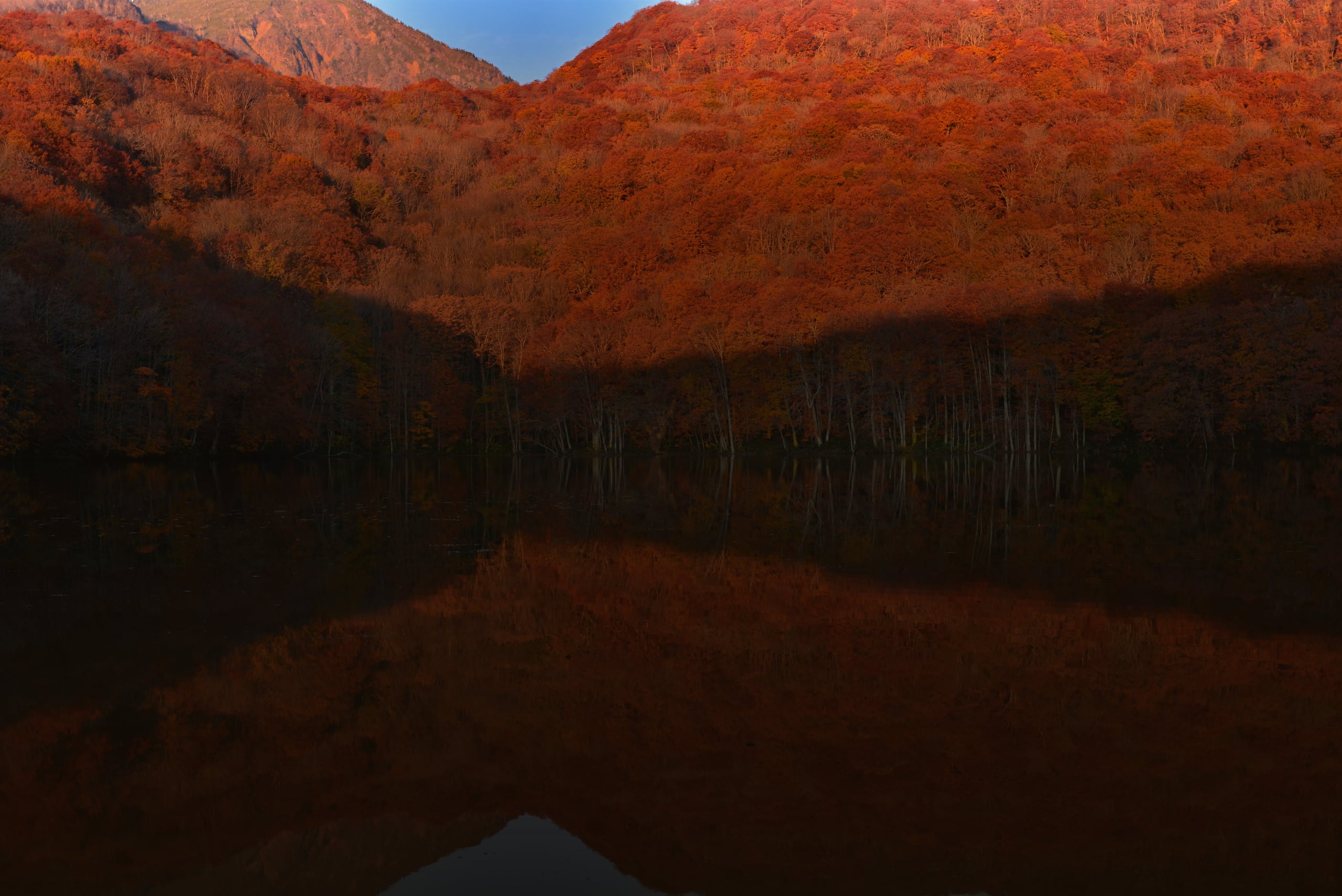 A hillside of red and orange beech and maple mirrored in the still water of Tsuta-numa