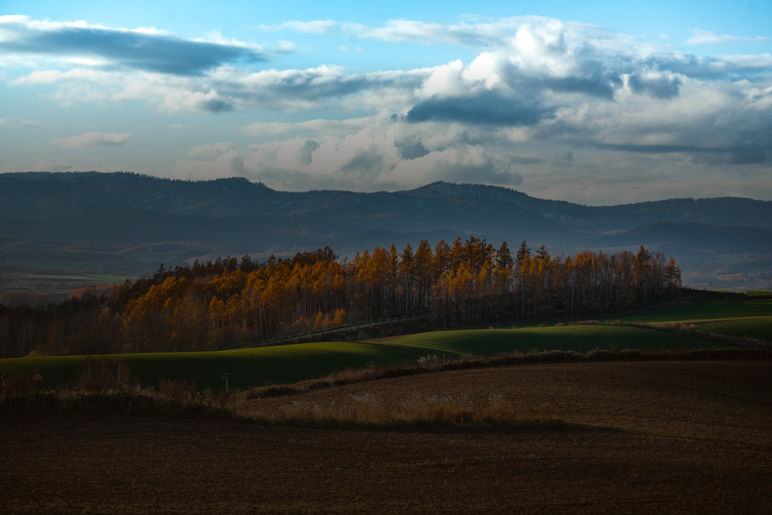 Rolling ploughed farmland and a stand of golden larch beneath distant mountains and broken cloud, Biei