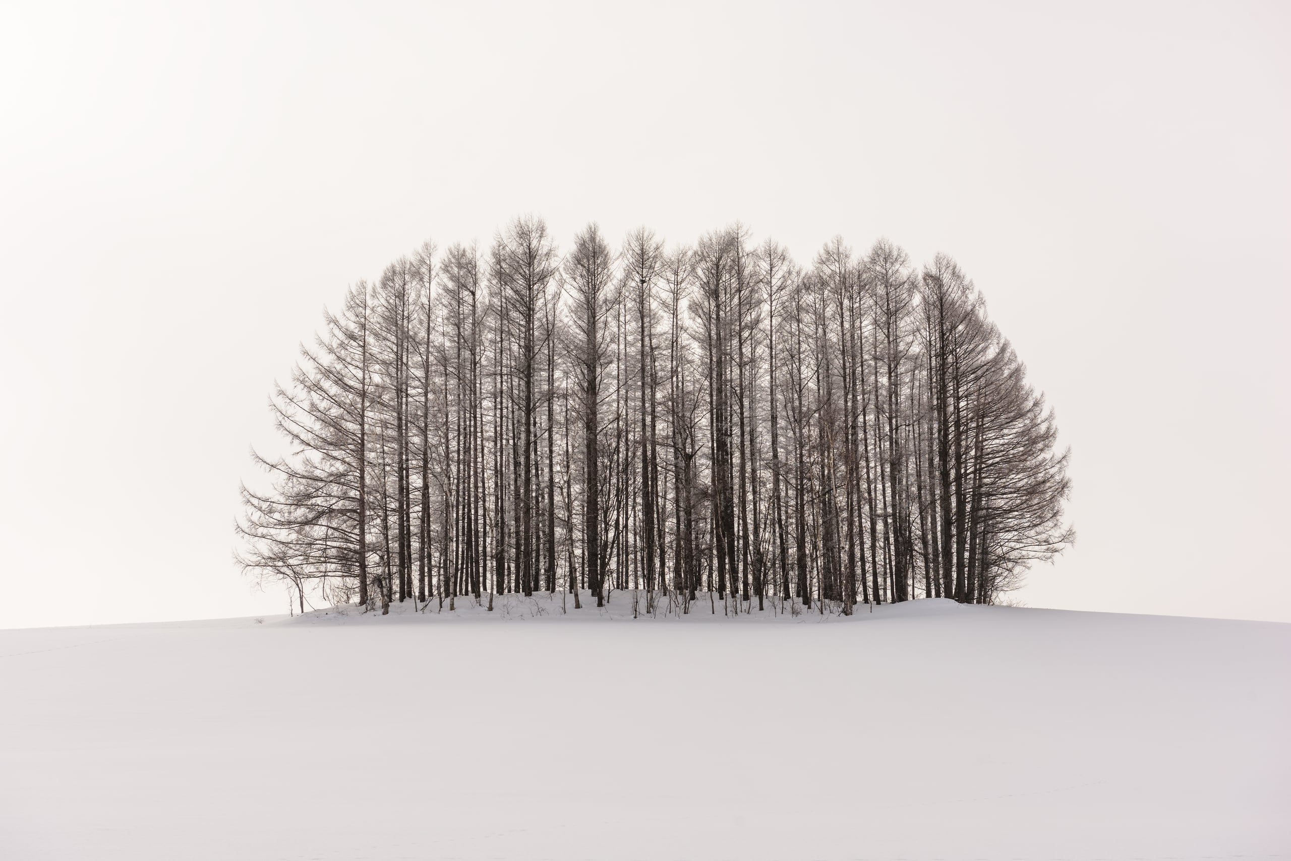 A single cluster of bare trees on a snow-covered hillock against a white sky