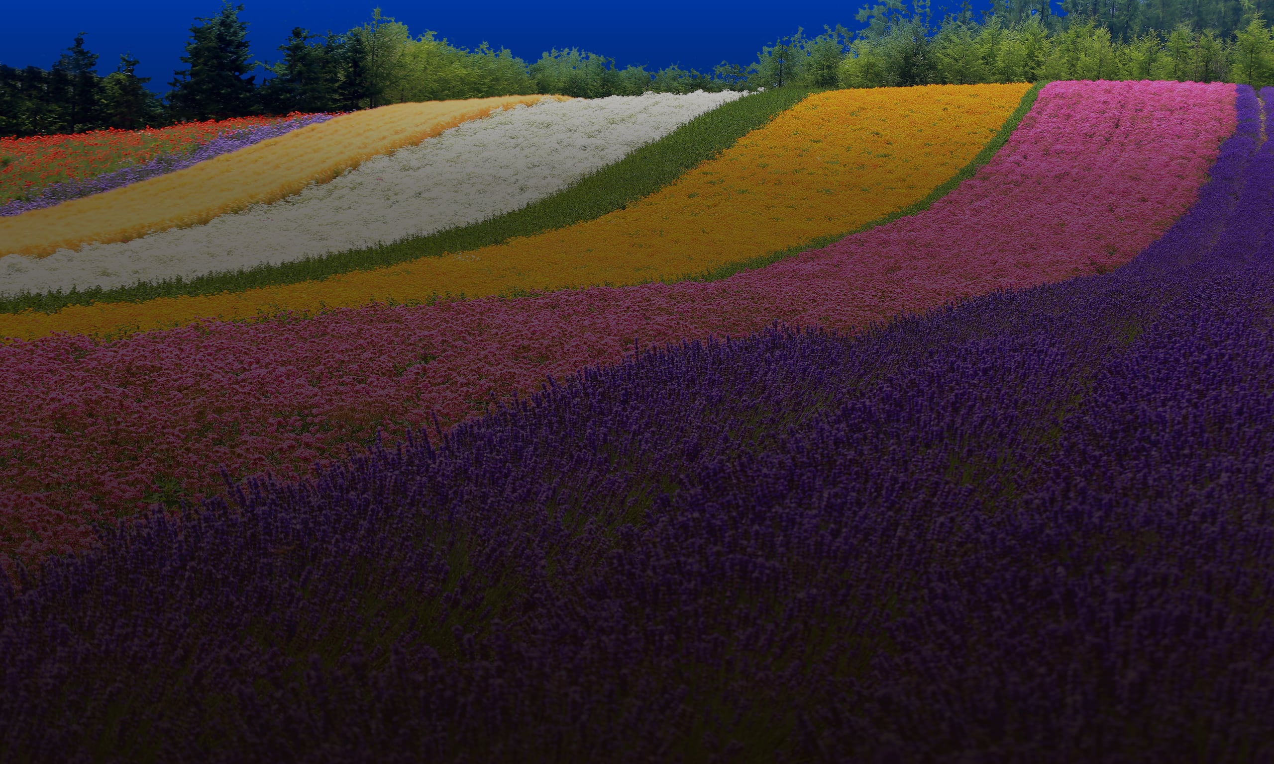 Rows of purple lavender leading back to striped fields of pink, gold and white on a hillside at Farm Tomita