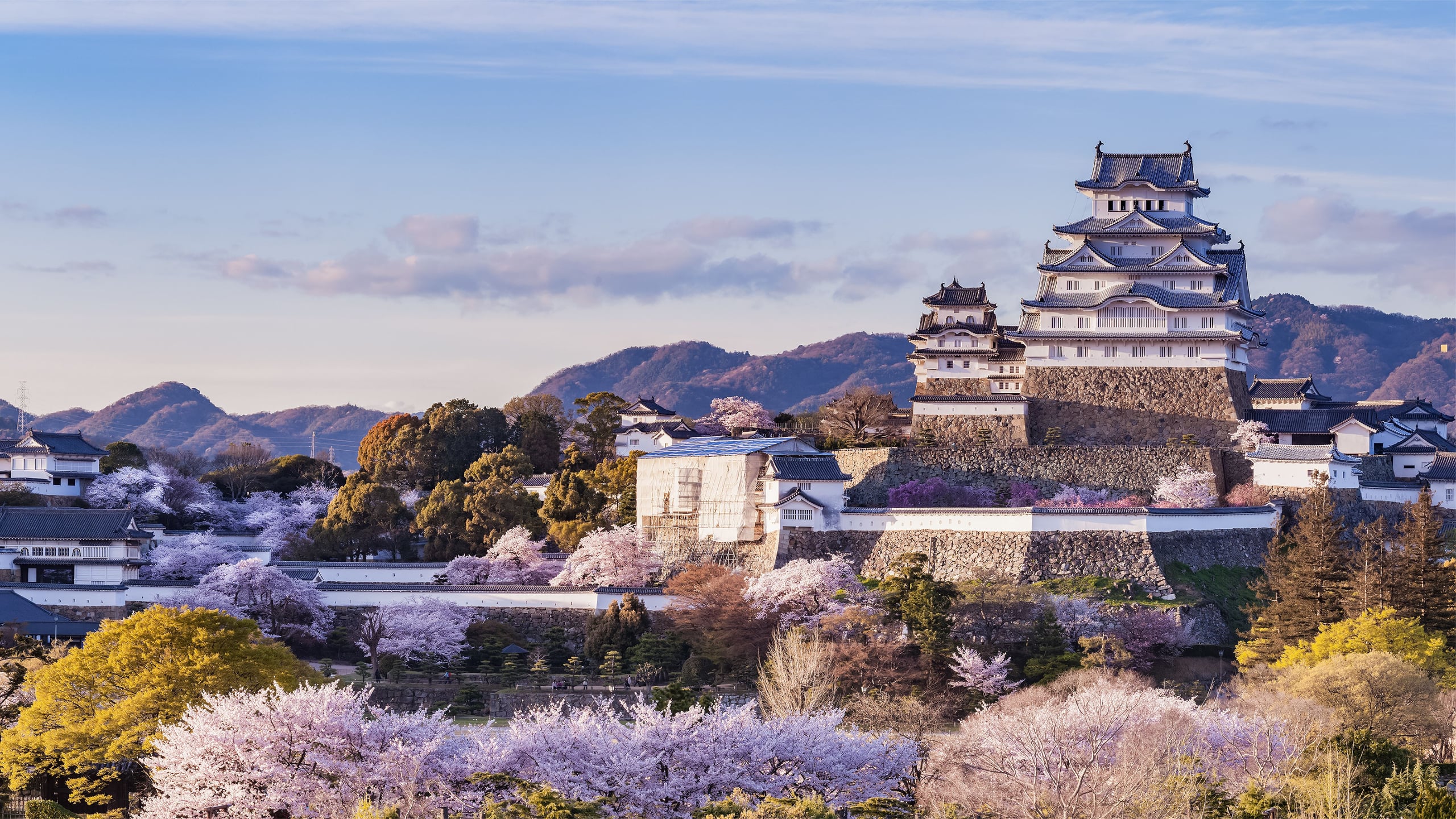 The white keep of Himeji Castle rising above walled grounds thick with cherry trees in blossom
