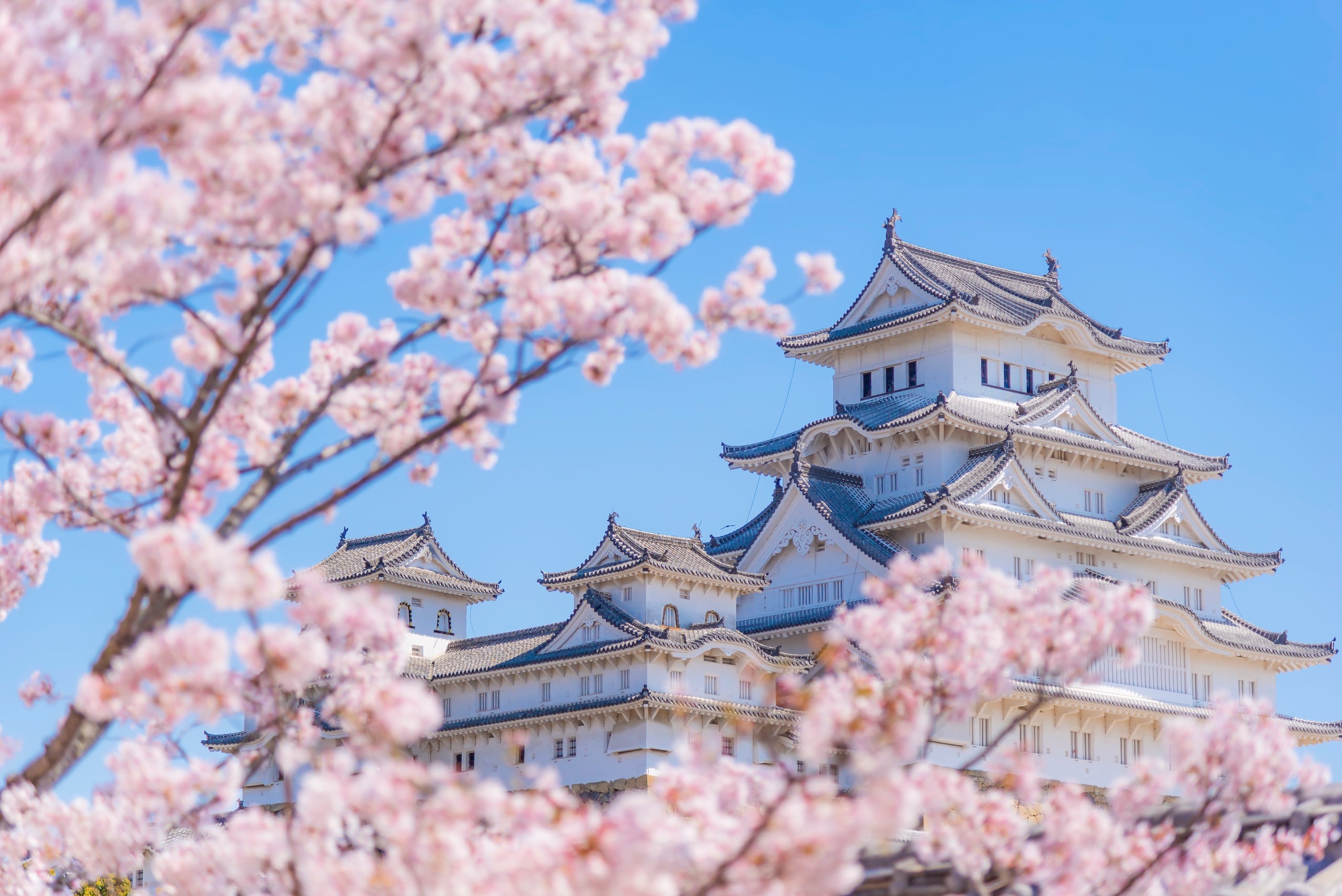 The white tiered keep of Himeji Castle framed by cherry branches against a blue sky