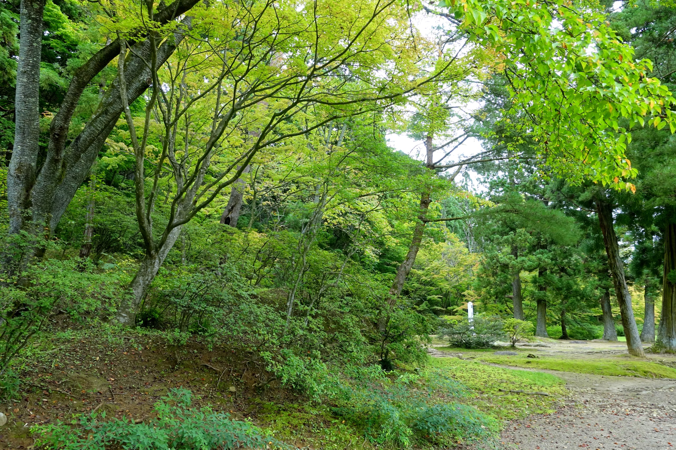 Green maples and pines over a gravel path in the grounds of Motsu-ji