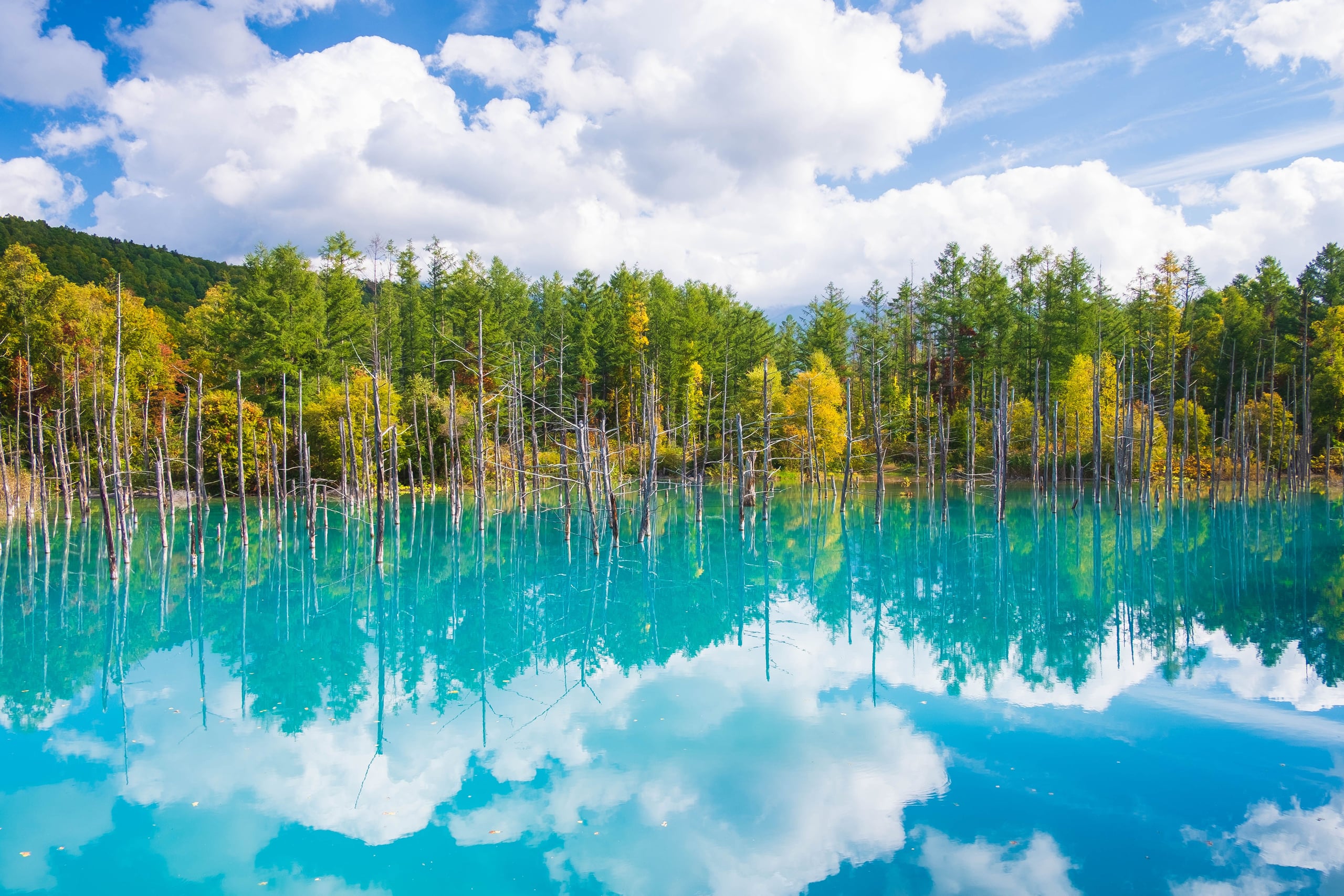 Dead standing larch trunks rising from a turquoise pond and mirroring the clouds, the Blue Pond at Biei, Hokkaido