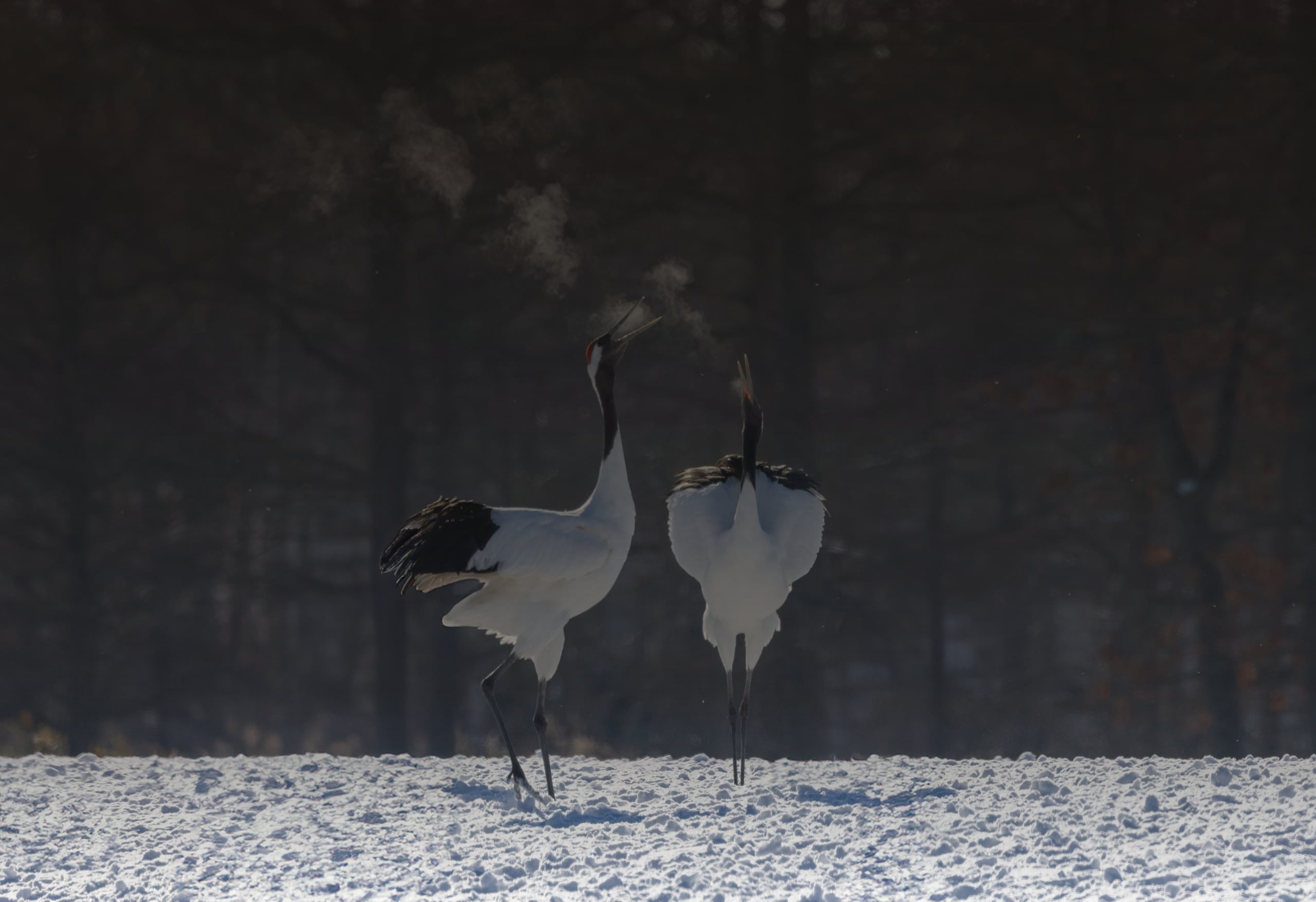 Two red-crowned cranes standing in snow beneath a larch wood, Hokkaido