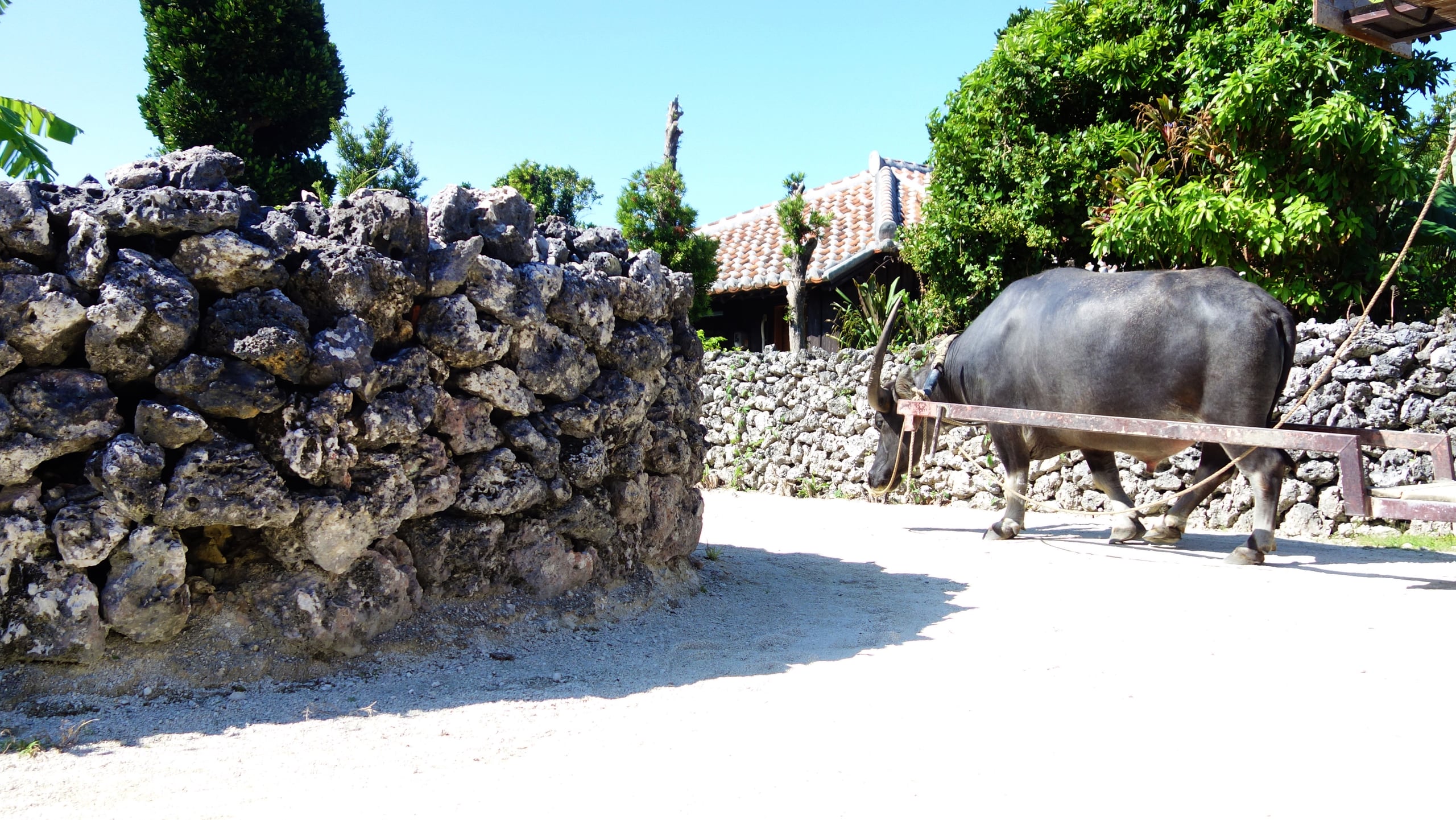 A water buffalo drawing a cart along a white coral-sand lane between stone walls on Taketomi