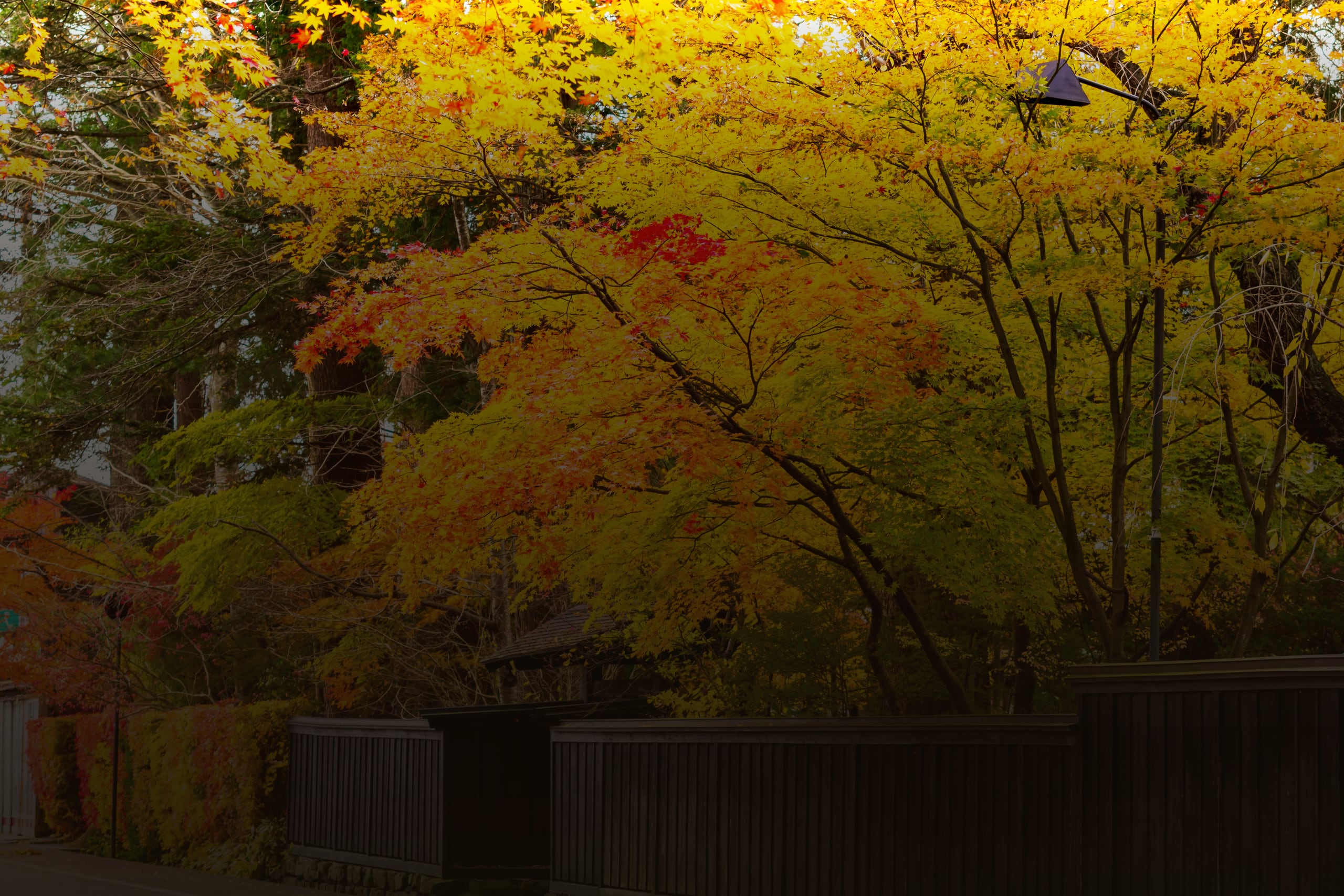 Golden and red maples overhanging the black wooden fences of the samurai district, Kakunodate