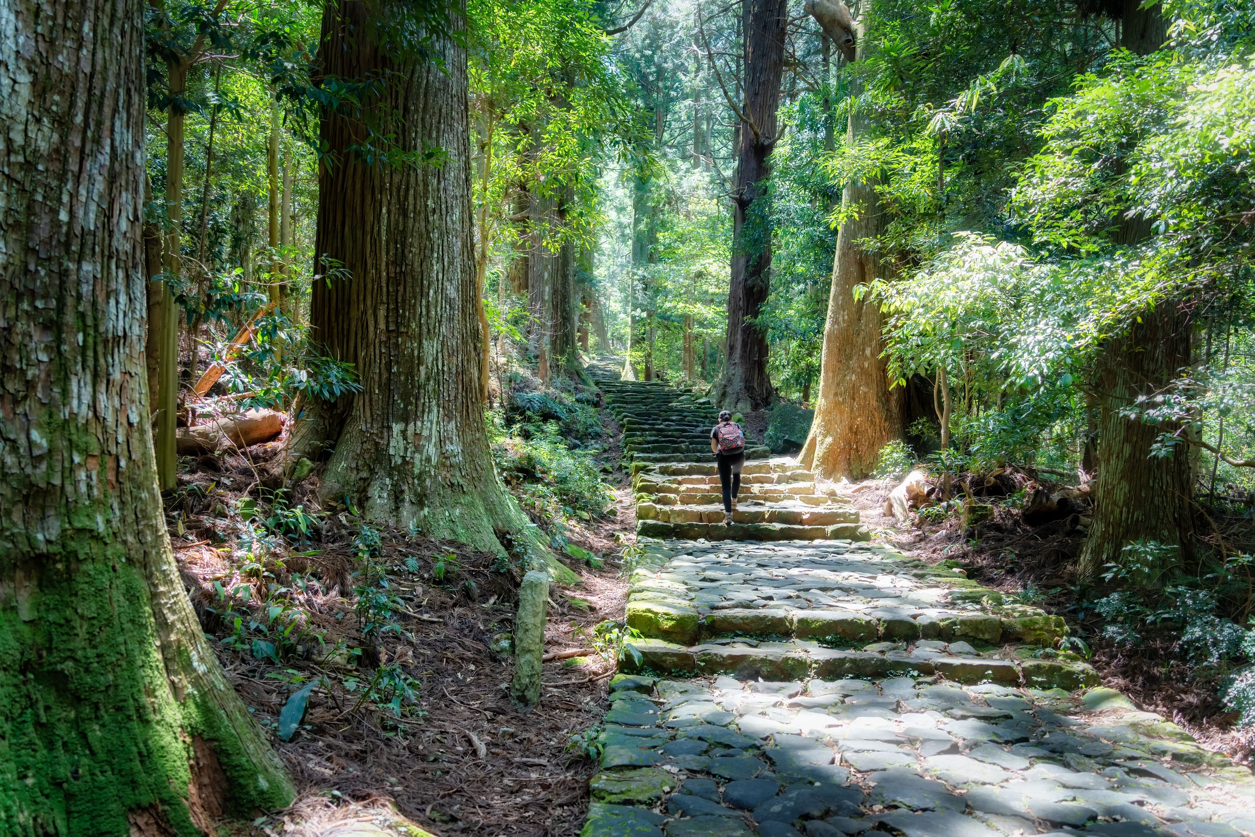 A mossy stone stair climbing between towering cedars on the Daimonzaka slope of the Kumano Kodo
