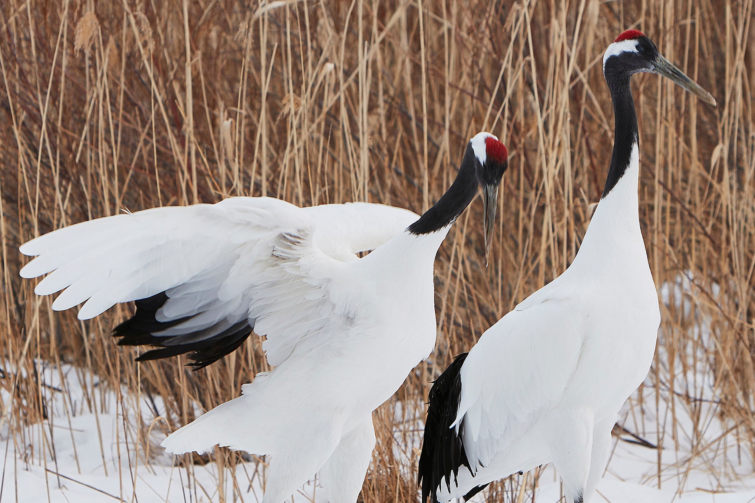 Two red-crowned cranes dancing in a snowy, reed-fringed field