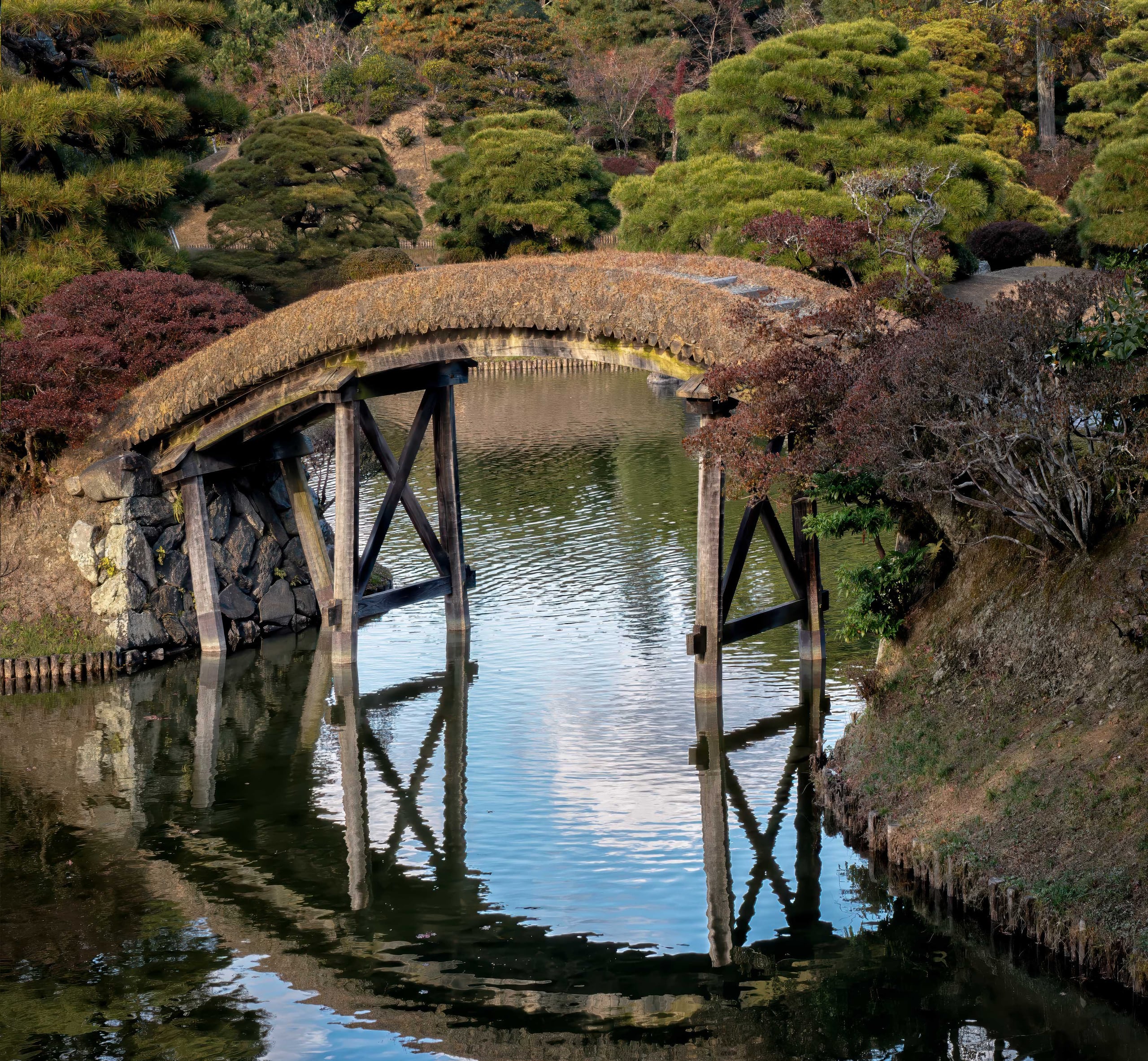 An arched bridge covered in turf crossing a still garden pond, mirrored in the water among clipped pines and autumn maples