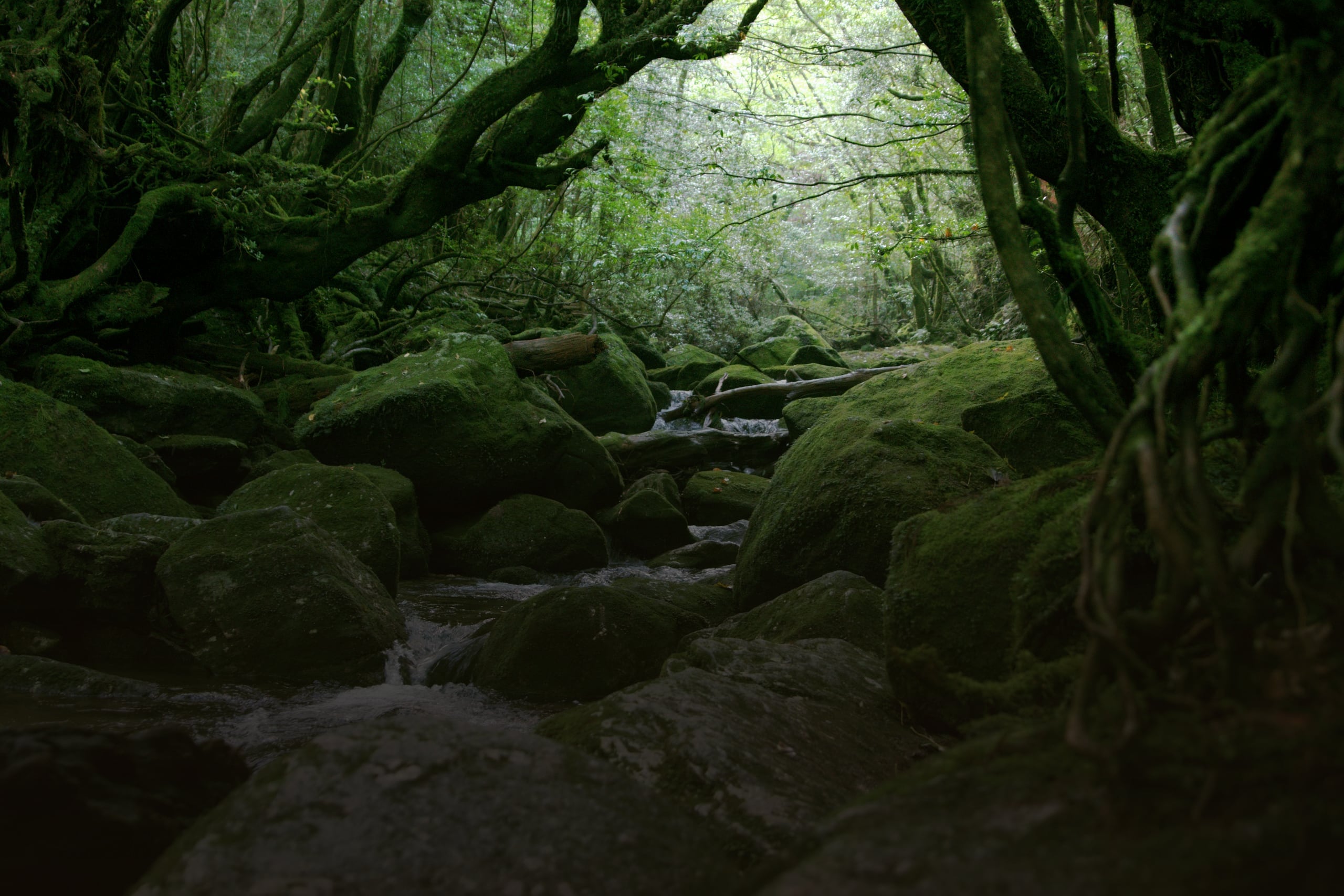 A clear stream running through moss-covered granite boulders in the forest of Yakushima