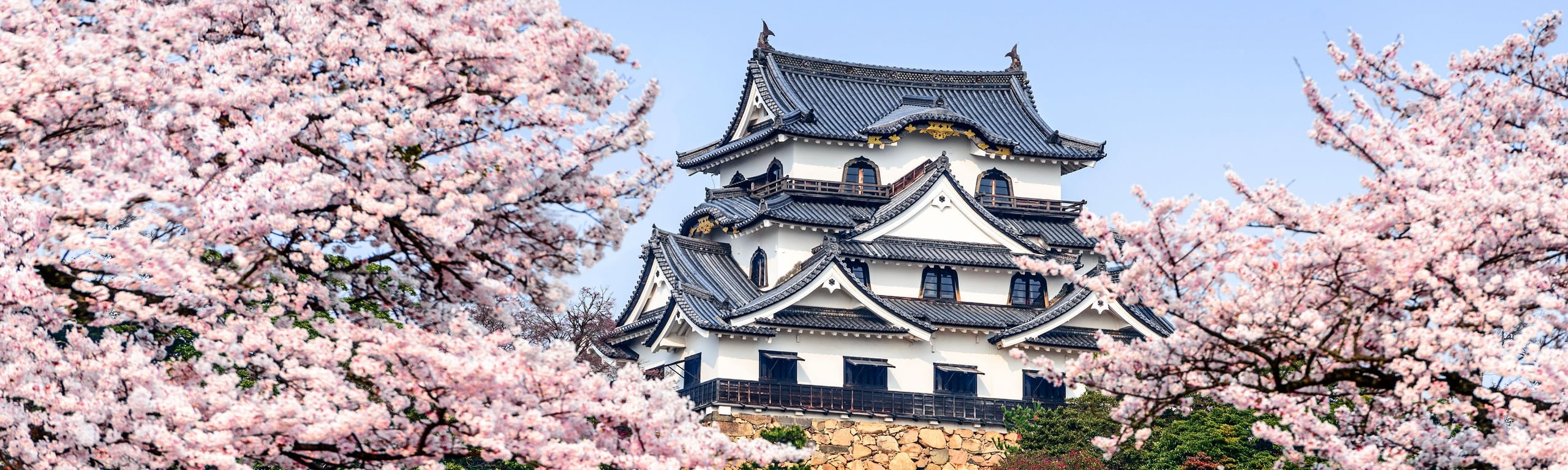 The keep of Hikone Castle with its staggered gables above a stone wall, framed by cherry trees in full bloom