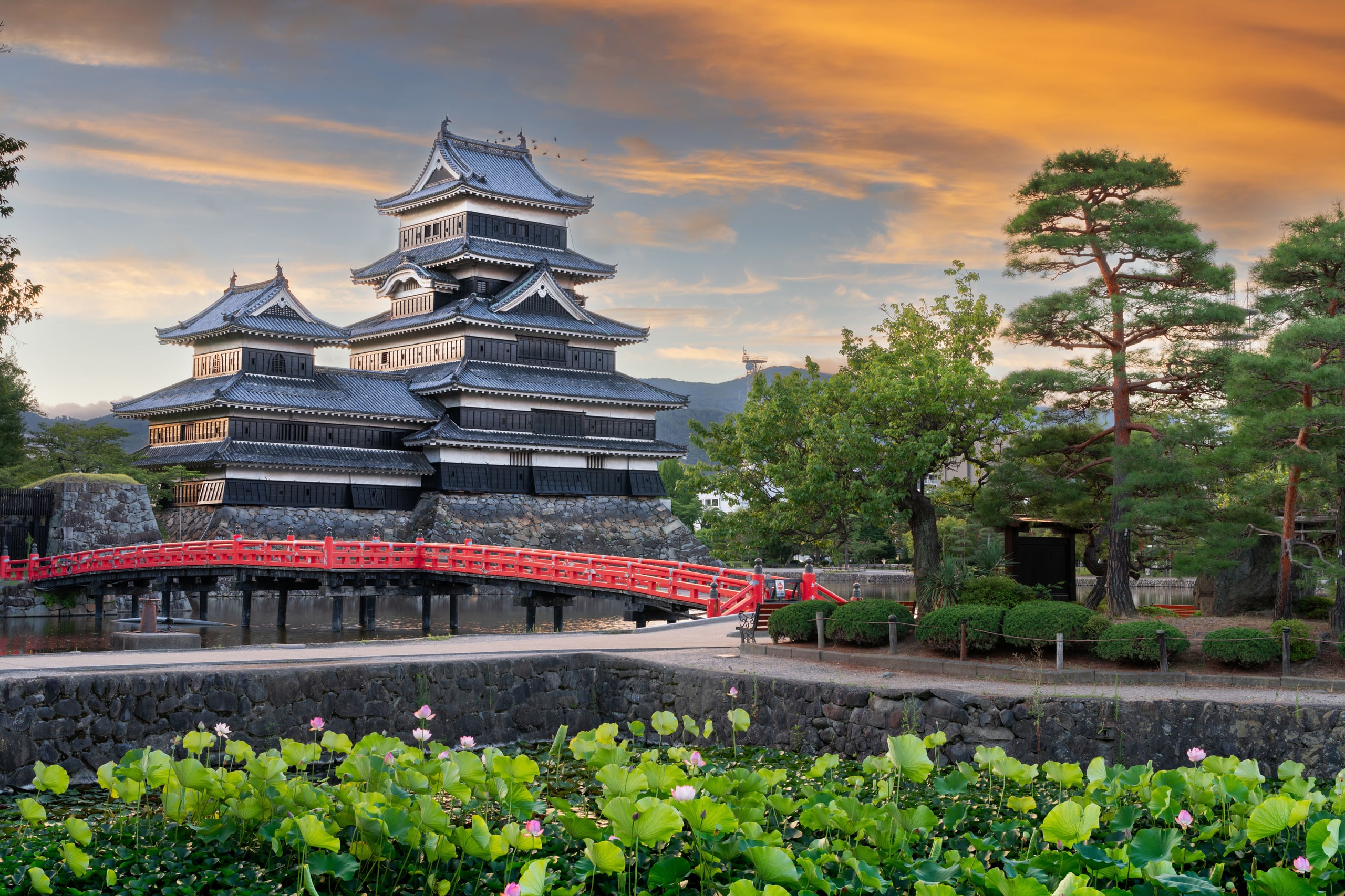 The black and white keep of Matsumoto Castle at dusk behind a moat of lotus, Nagano