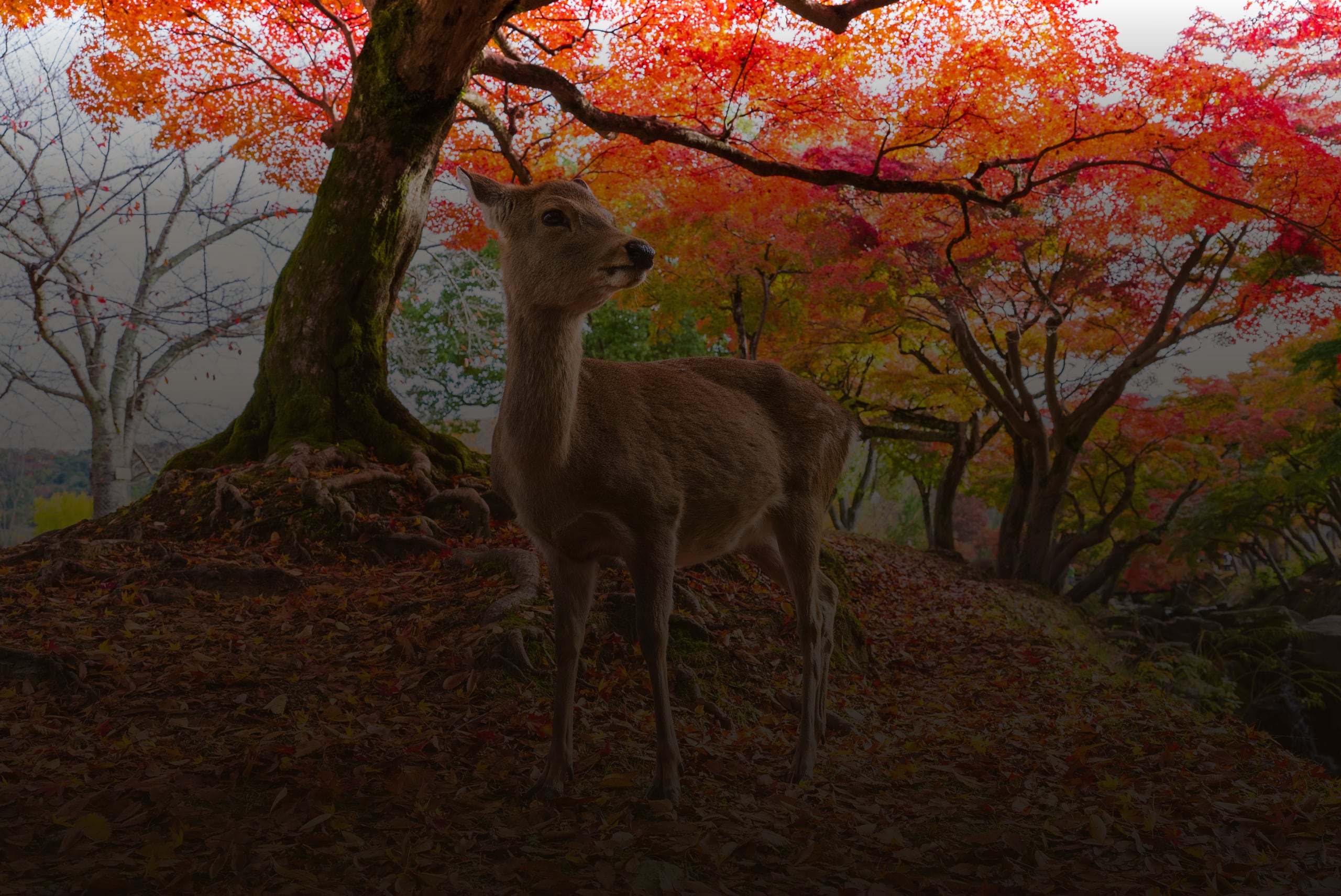 A sika deer standing on a slope of fallen leaves beneath red maples in Nara Park