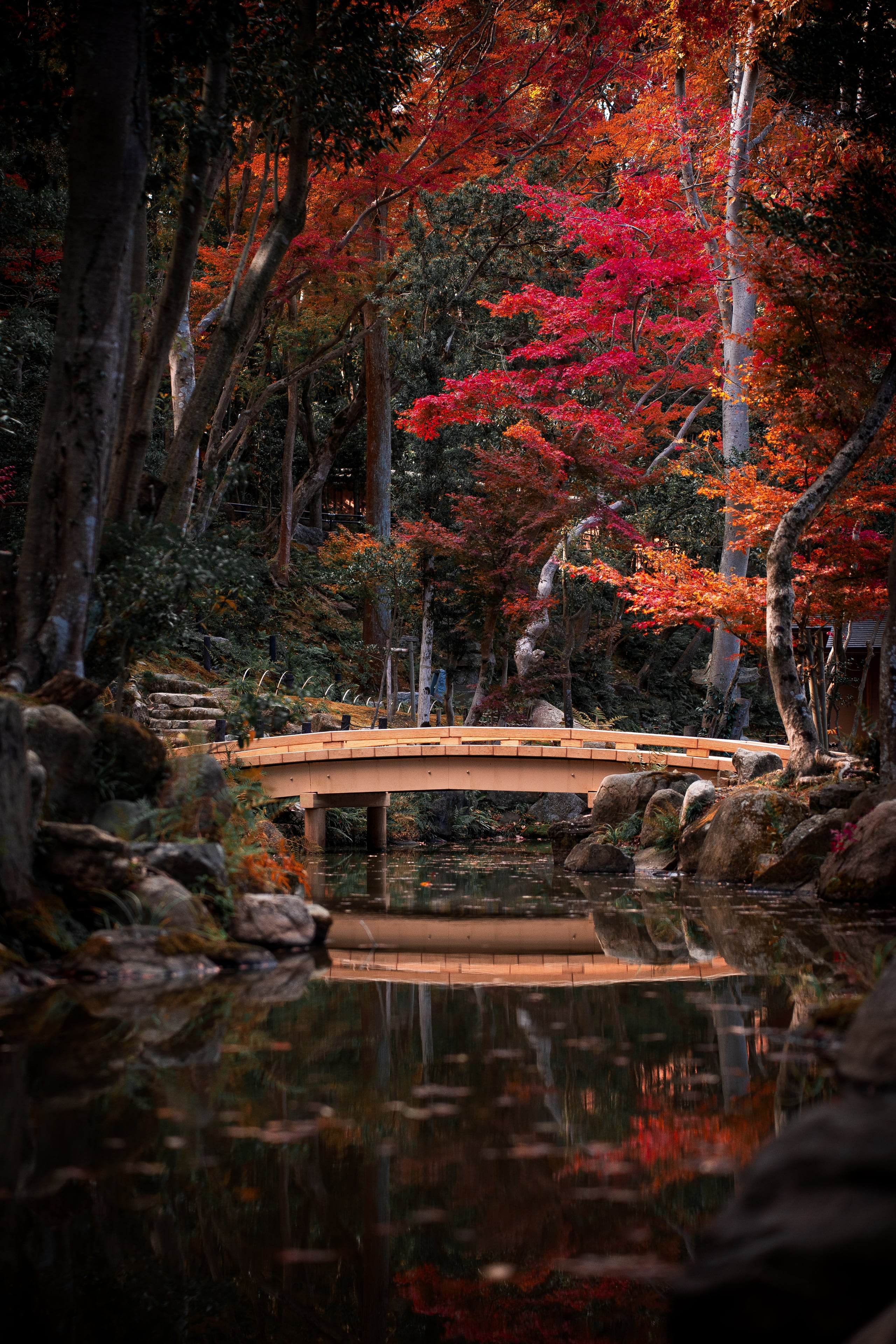 An arched wooden bridge over a still pond beneath maples in Nara Park