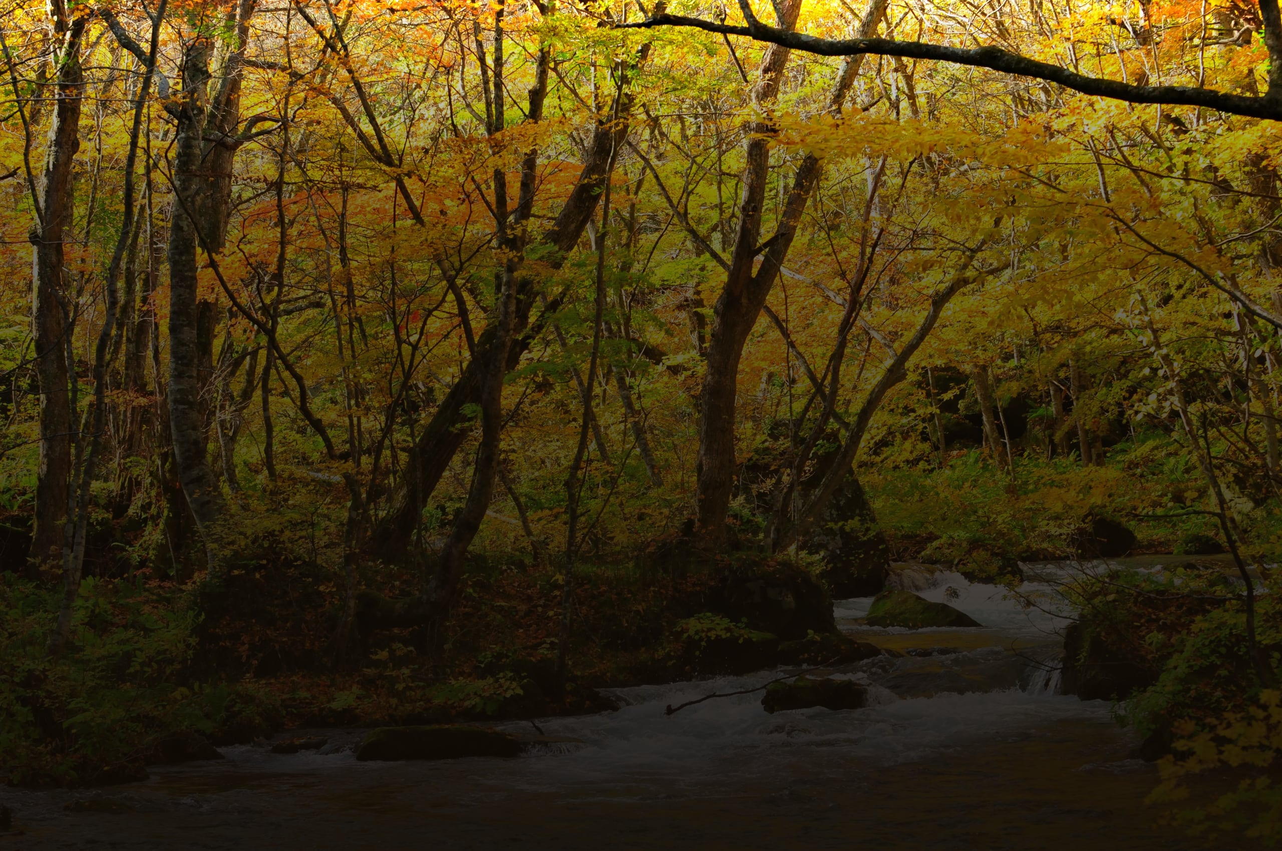 A clear stream running over moss-covered boulders beneath golden beech and maple in the Oirase gorge