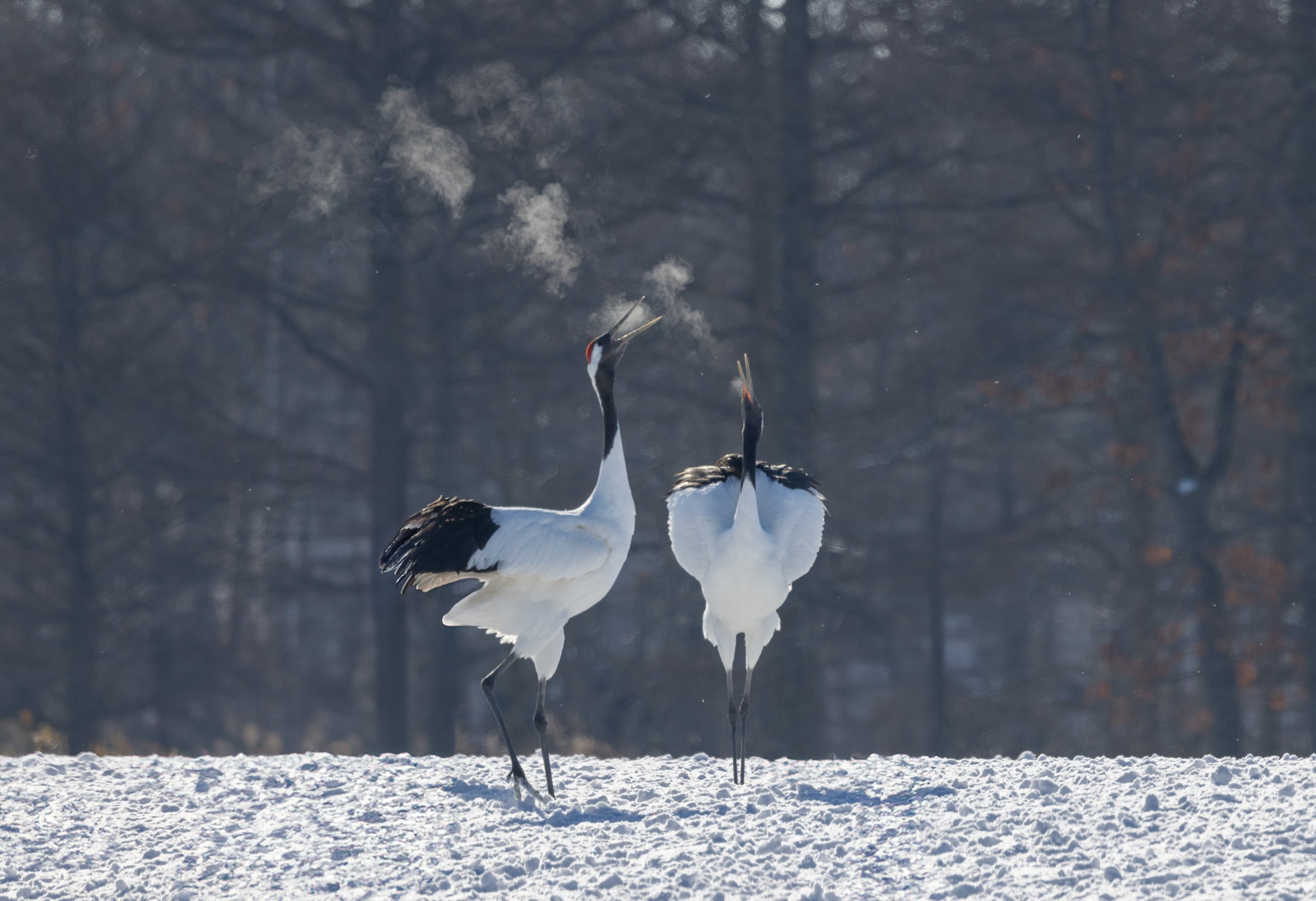 Two red-crowned cranes standing in snow beneath a larch wood, Hokkaido