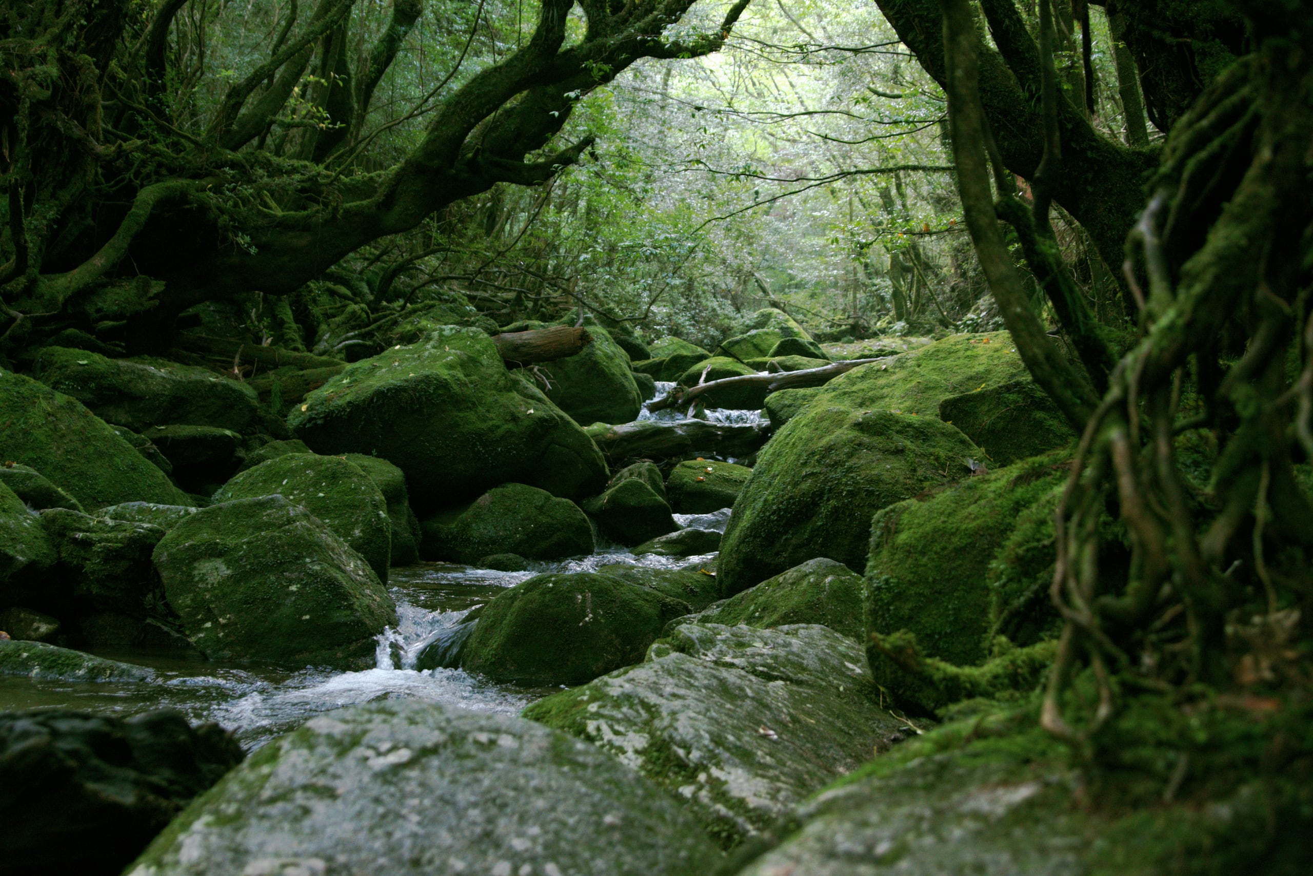 A clear stream running through moss-covered granite boulders in the forest of Yakushima