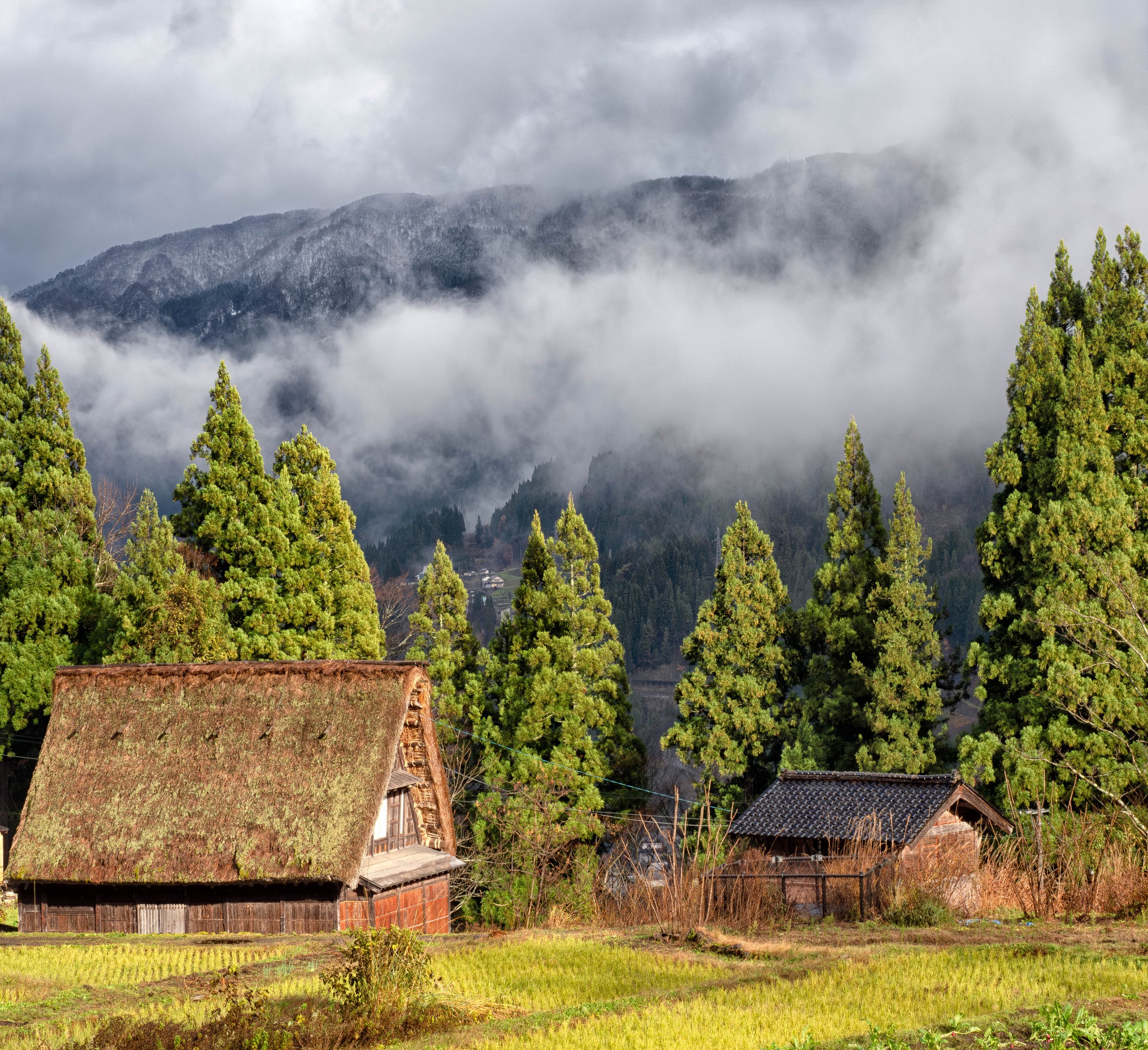 The steep thatched roof of a gassho-zukuri farmhouse beneath tall cedars, mist on the mountains behind