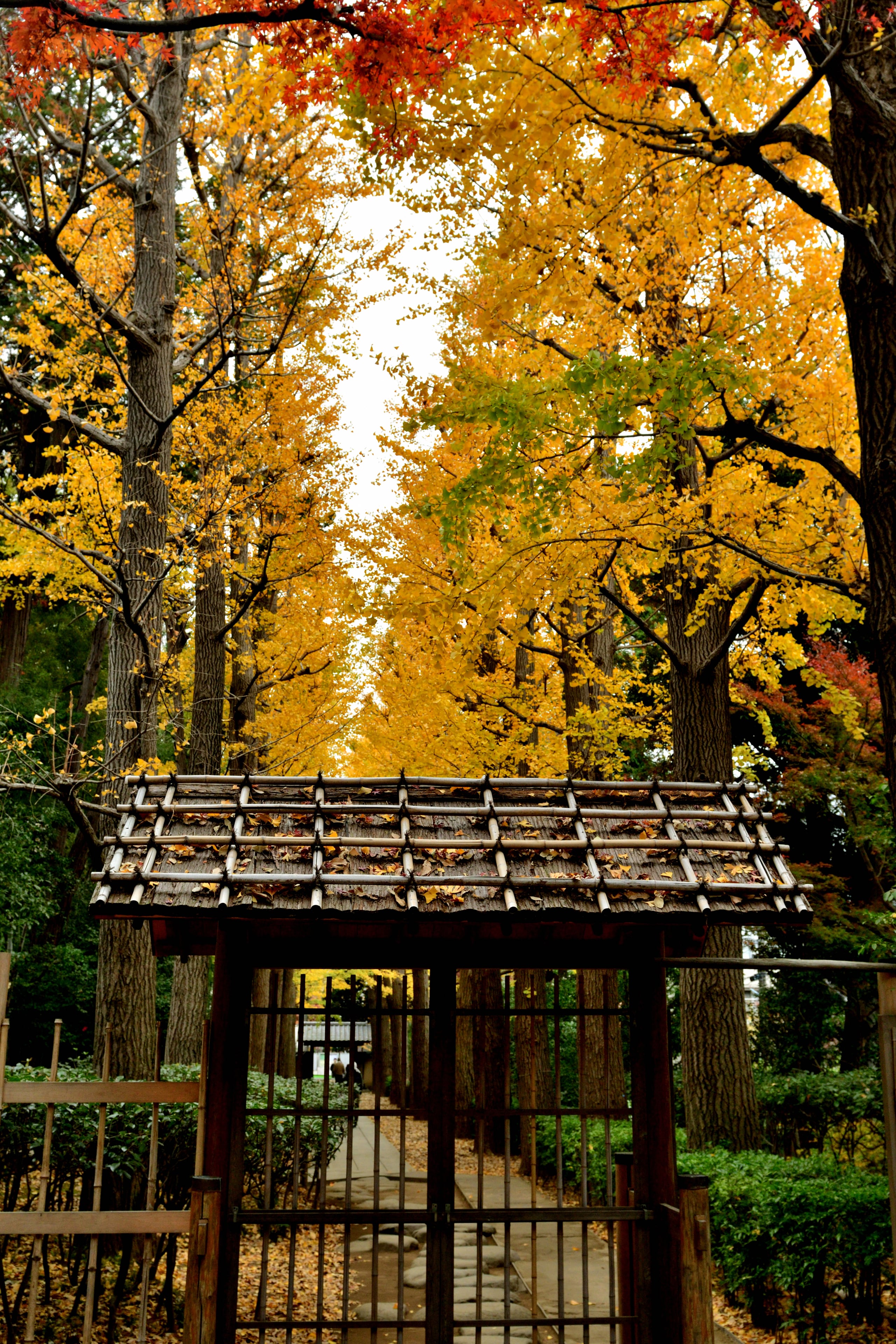 A roofed wooden garden gate beneath a tall avenue of gold ginkgo trees in autumn